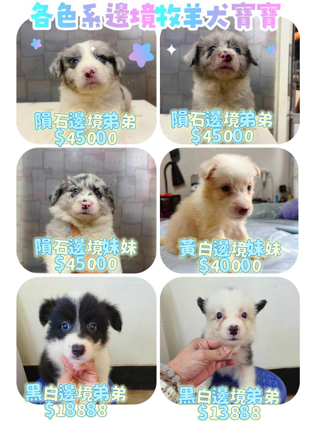 邊境牧羊犬寶寶 $13888起