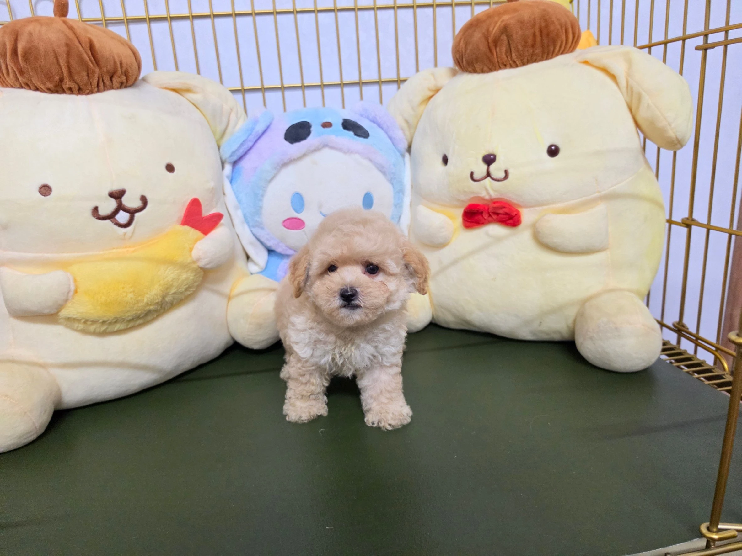 泰迪貴賓犬寶寶$10000起