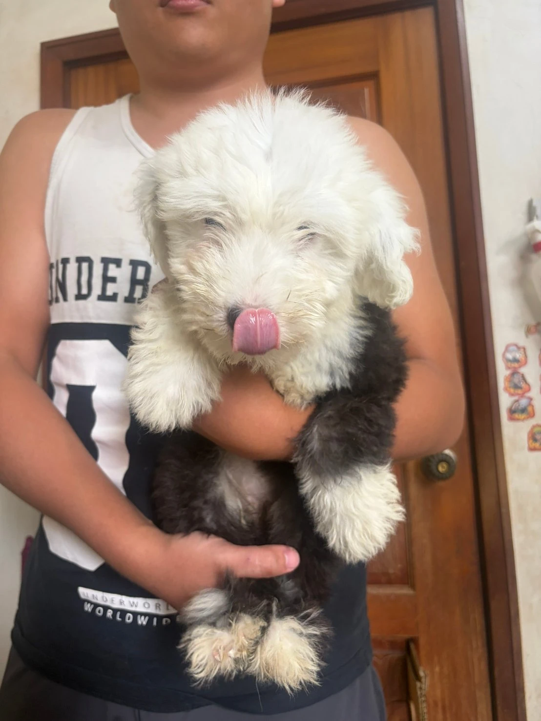 古代牧羊犬寶寶 $80000起