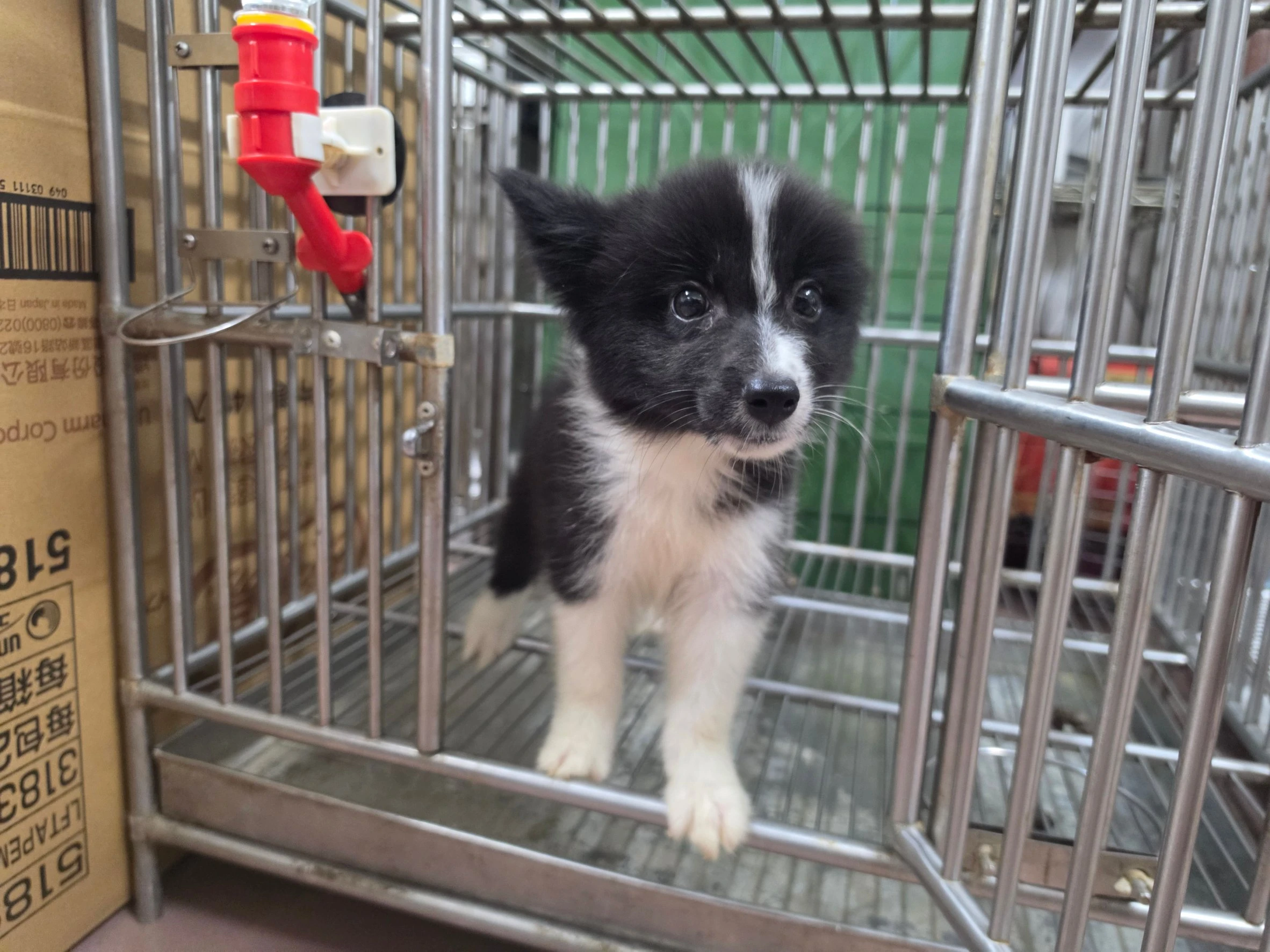 邊境牧羊犬寶寶 $17000起