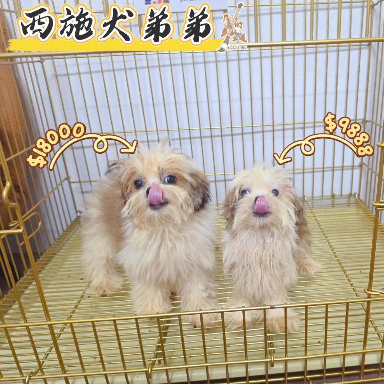 西施犬寶寶$3000起