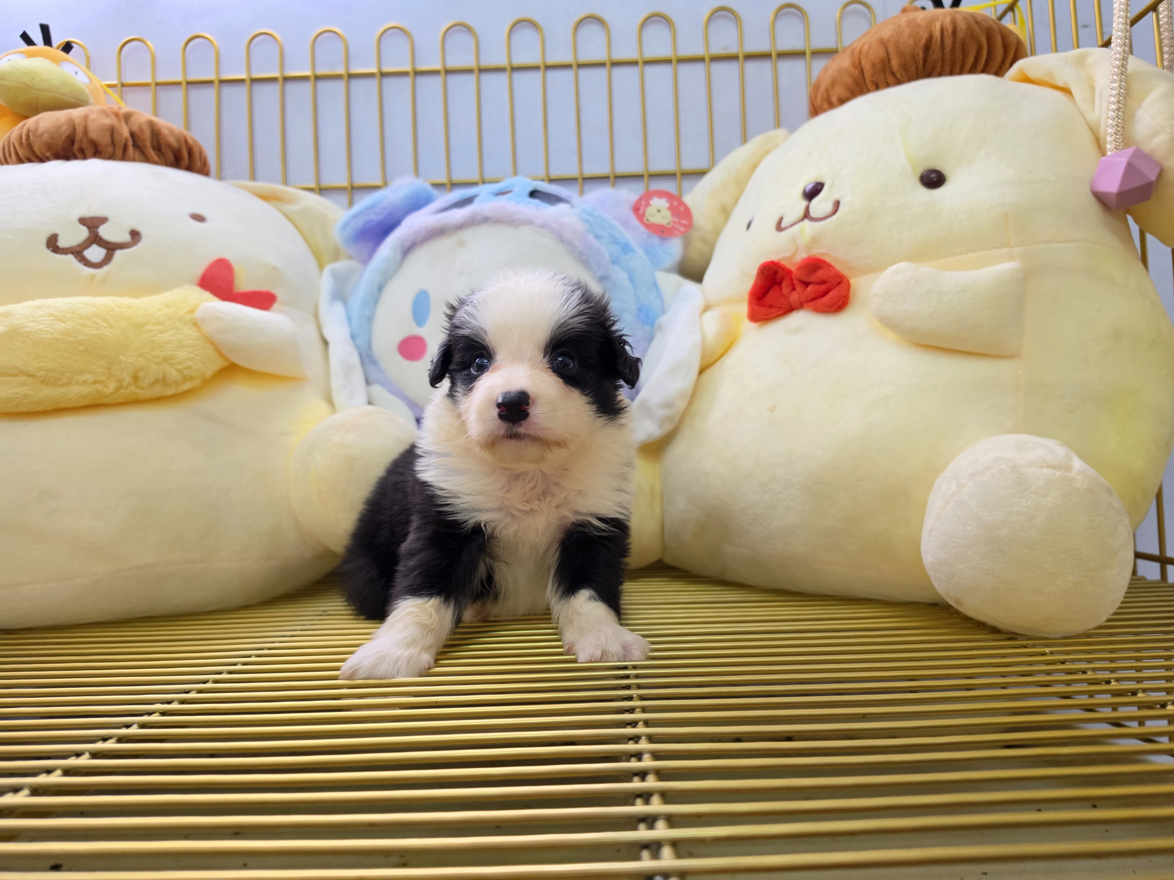 邊境牧羊犬寶寶 $13888起