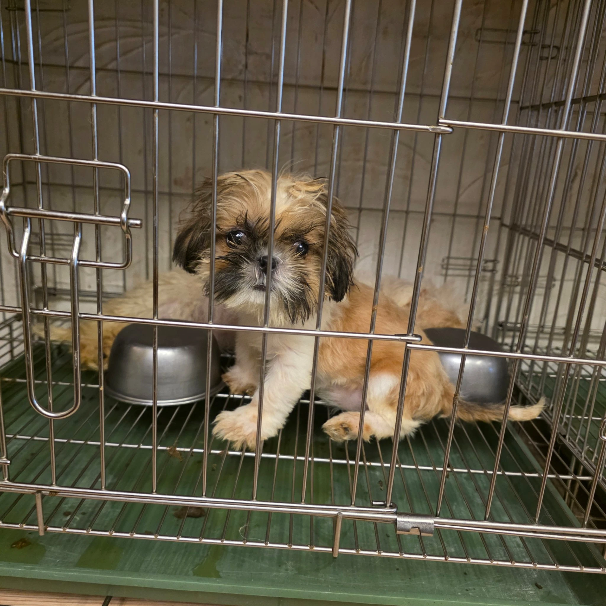 西施犬寶寶$8000起