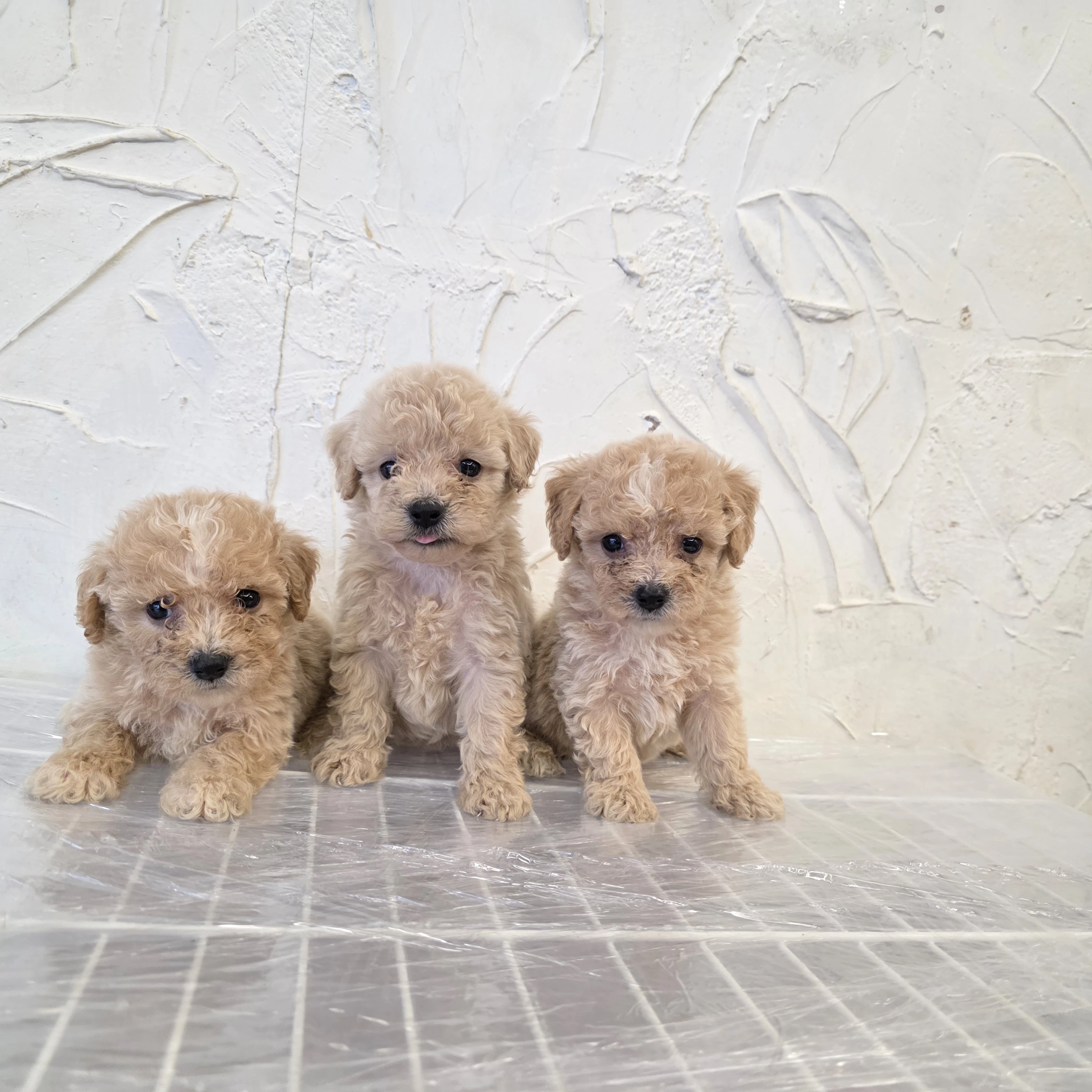 貴賓犬寶寶$13000起