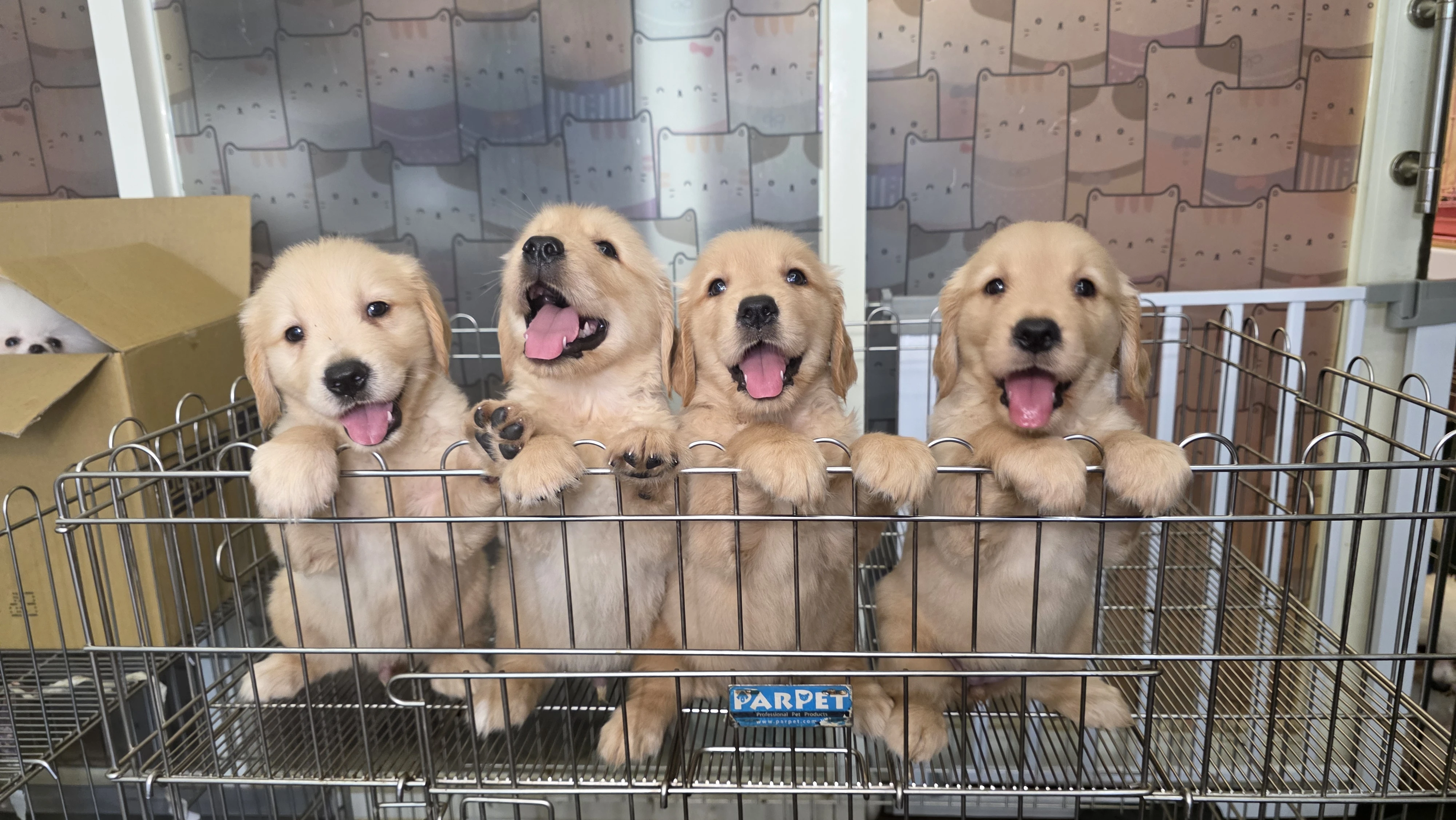 黃金獵犬寶寶$15000起