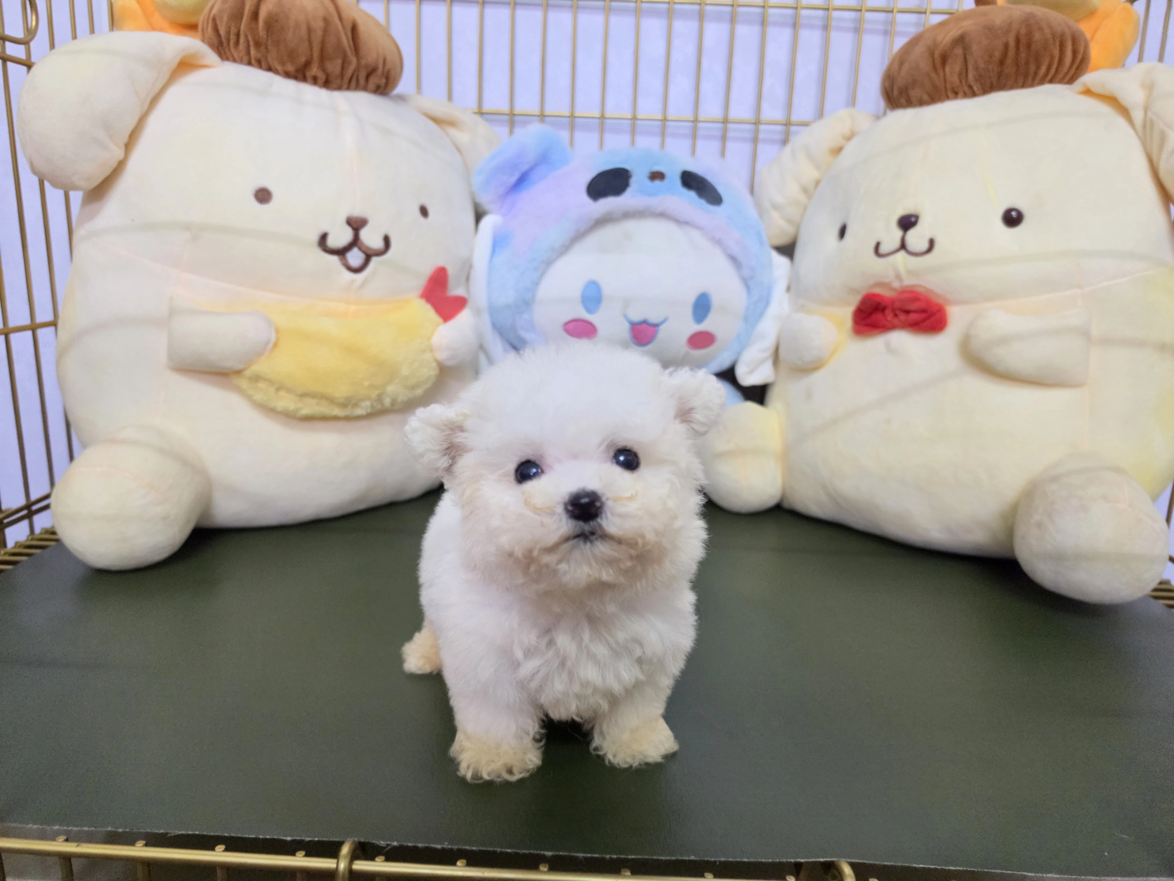 比熊犬$18000起