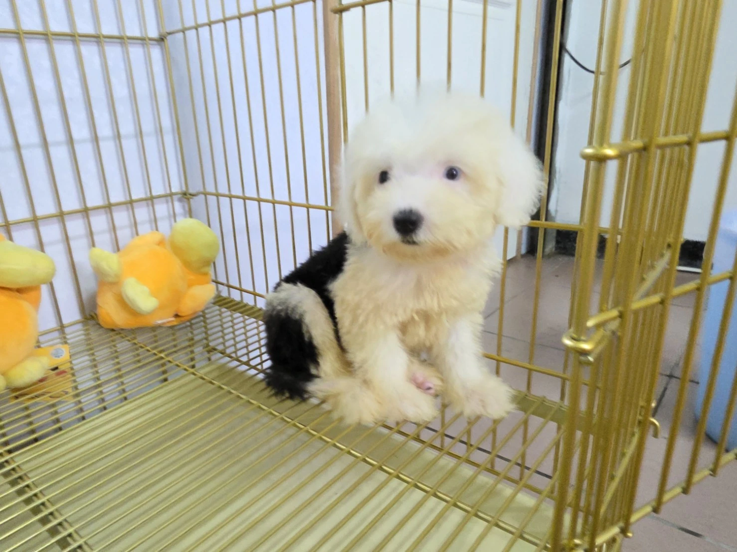 古代牧羊犬