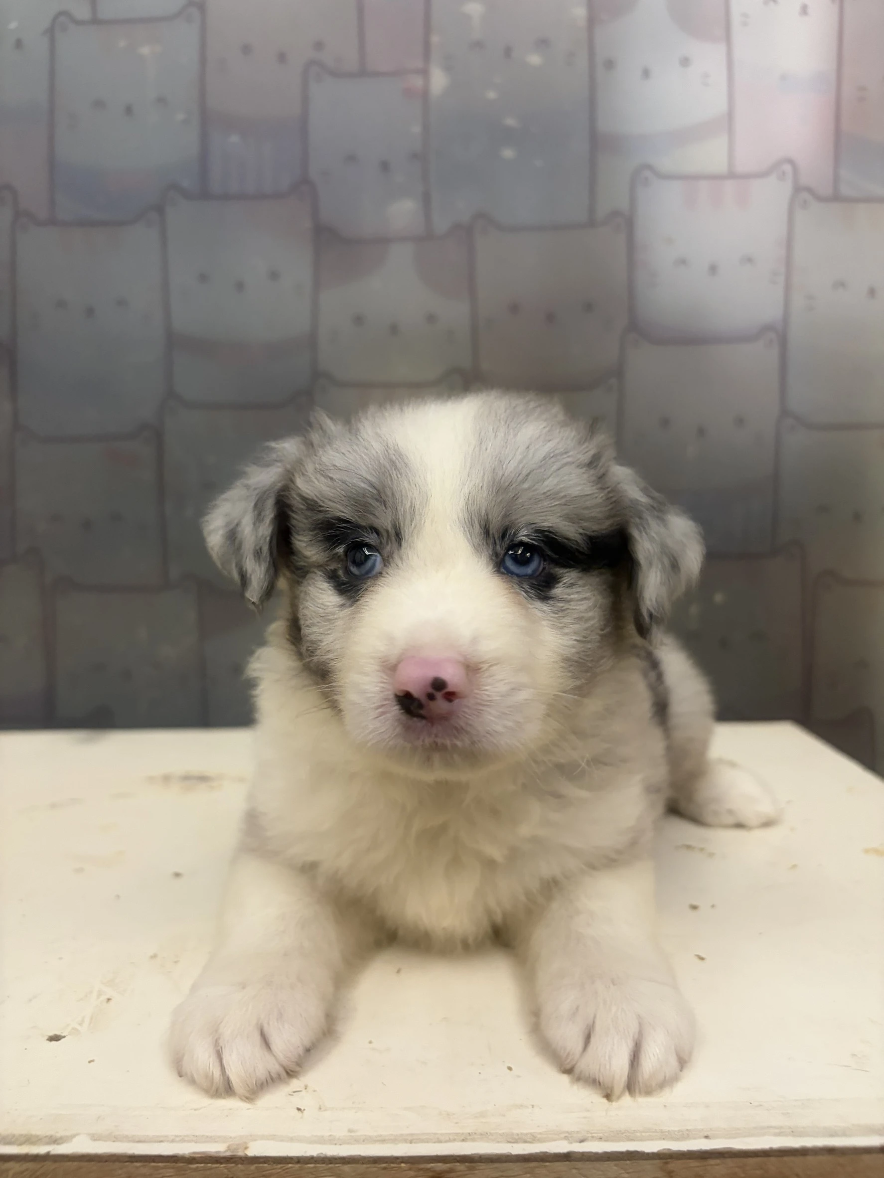 邊境牧羊犬寶寶 $13888起