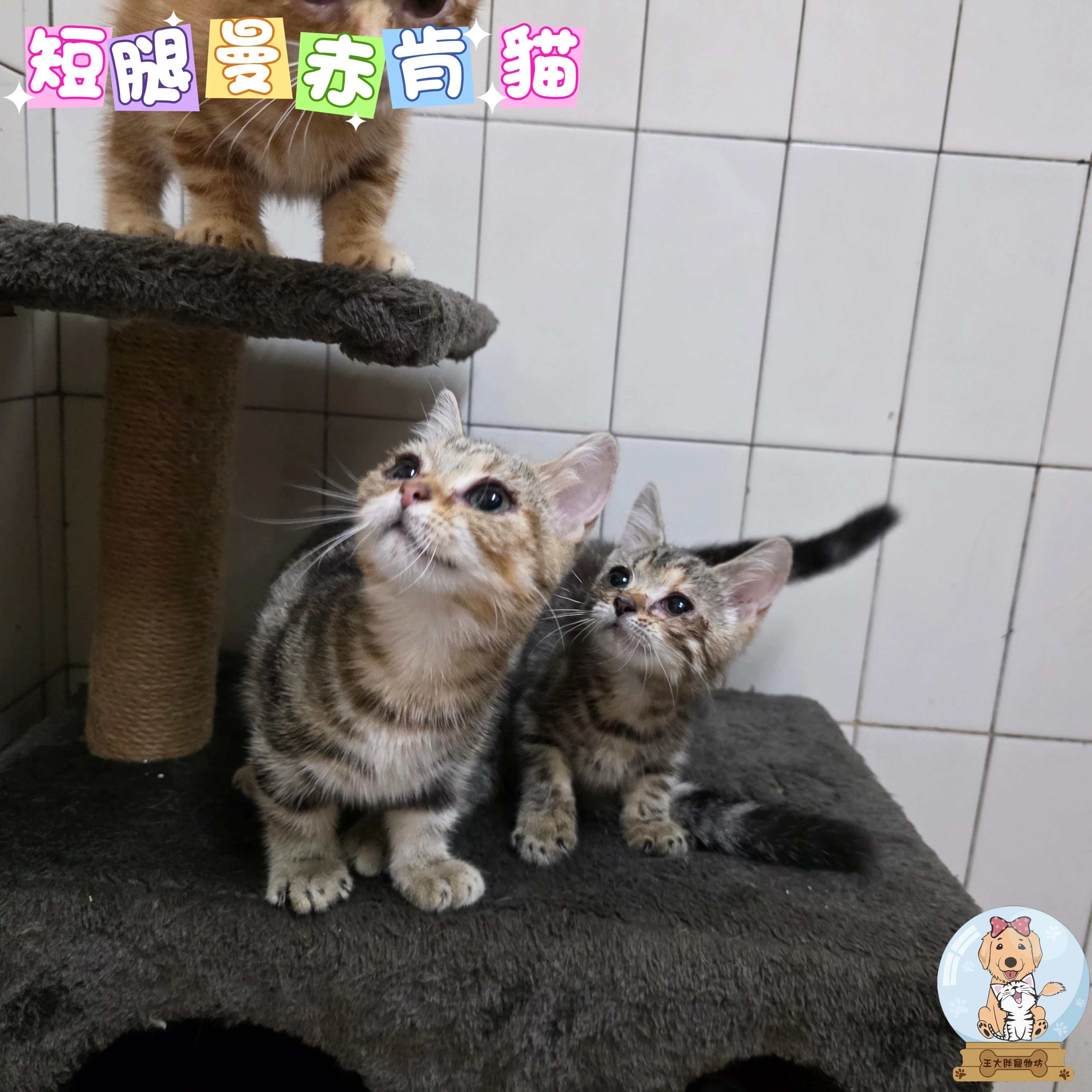 短腿曼赤肯貓$25000起