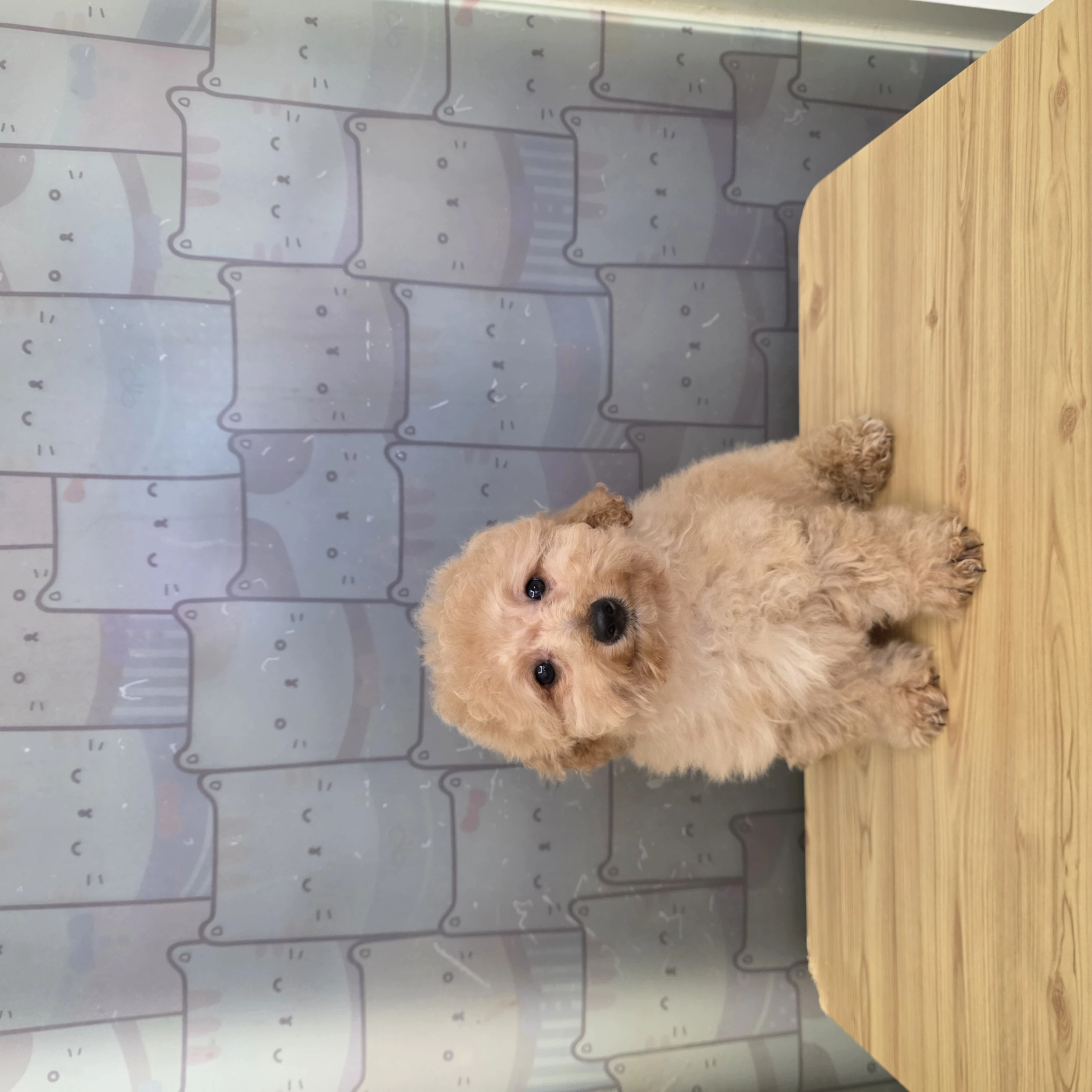 泰迪貴賓犬寶寶$10000起