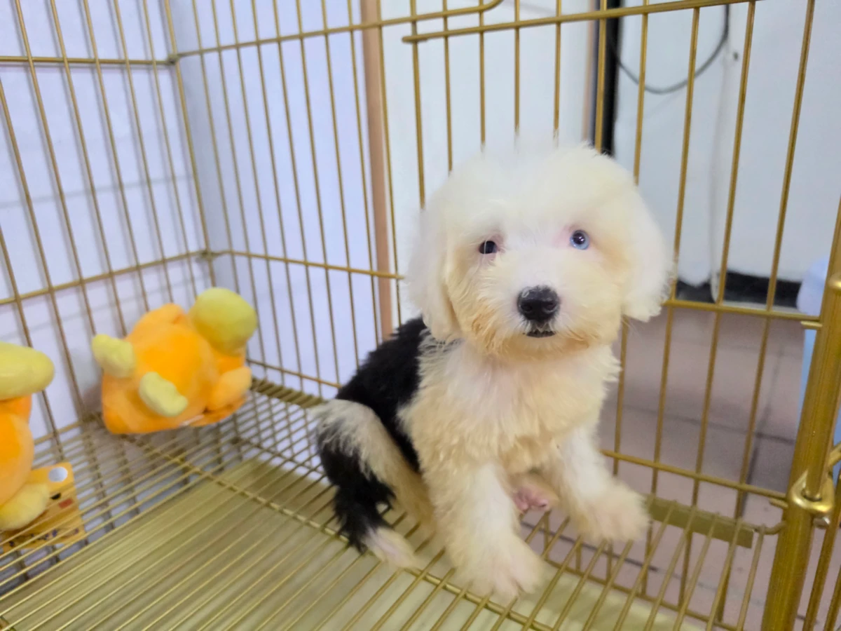 古代牧羊犬寶寶 $80000起