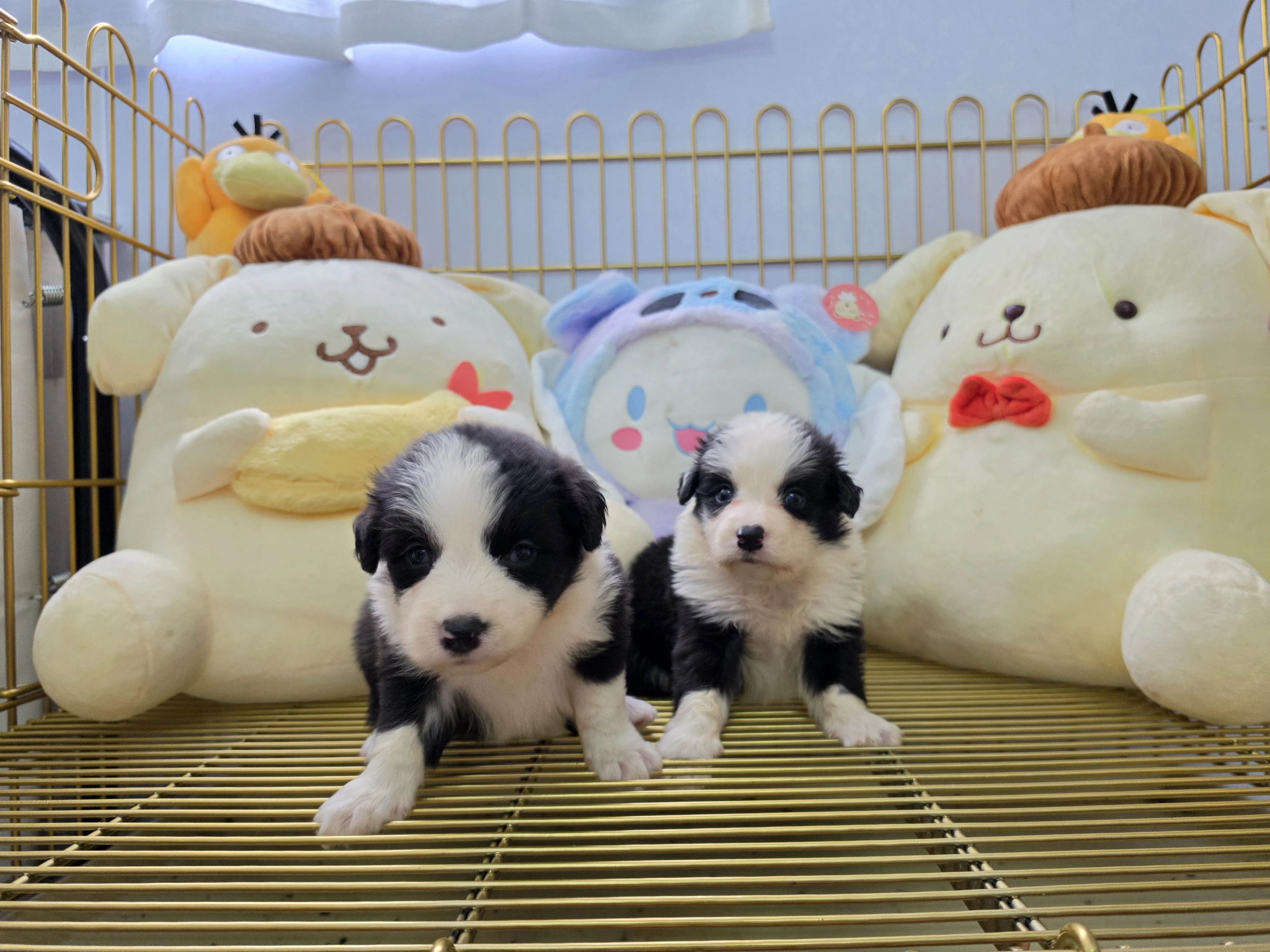 邊境牧羊犬寶寶 $13888起