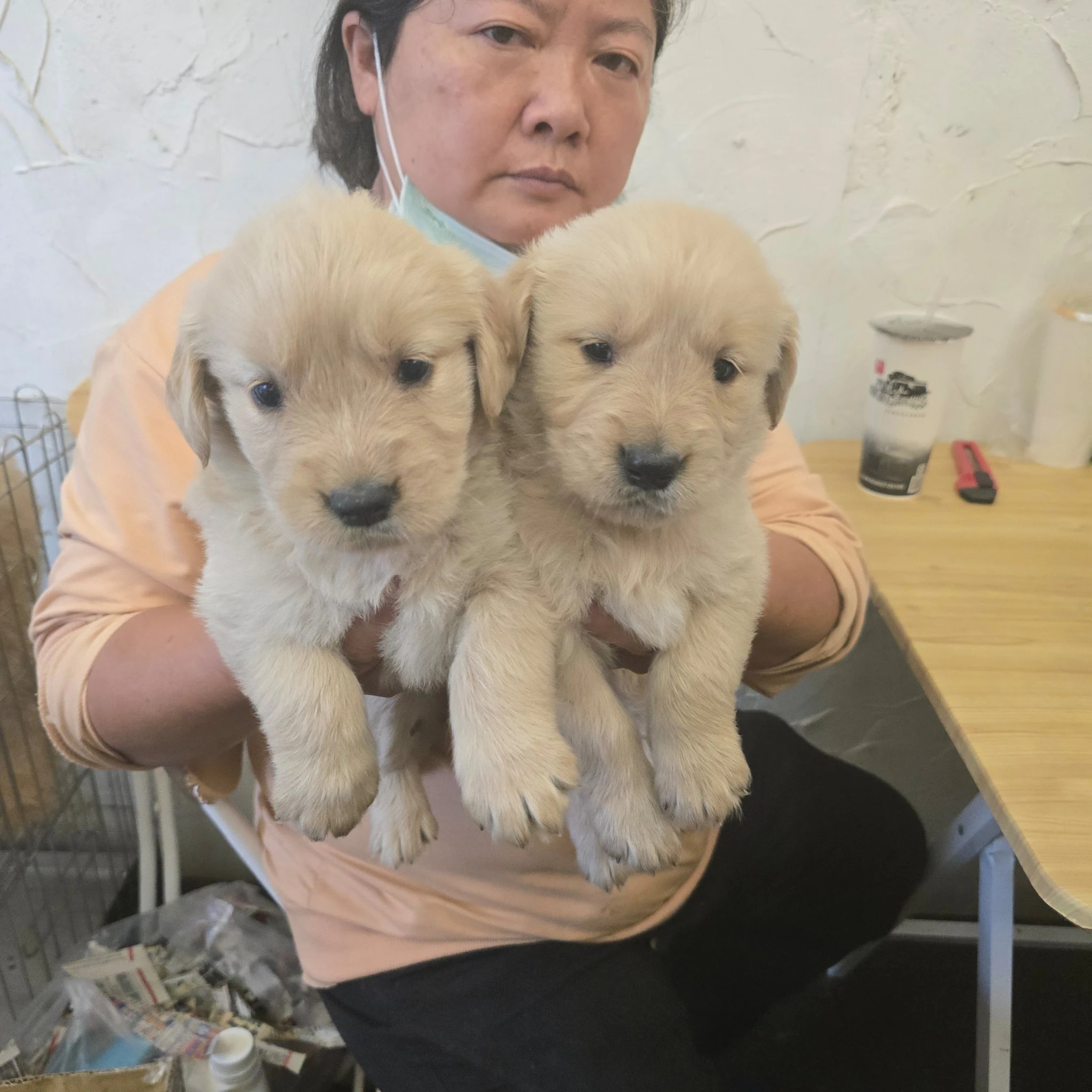 黃金獵犬寶寶$20000起