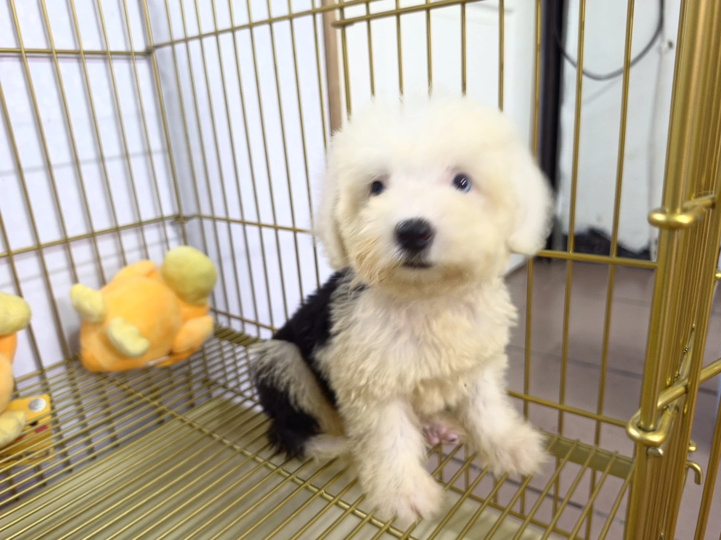 古代牧羊犬