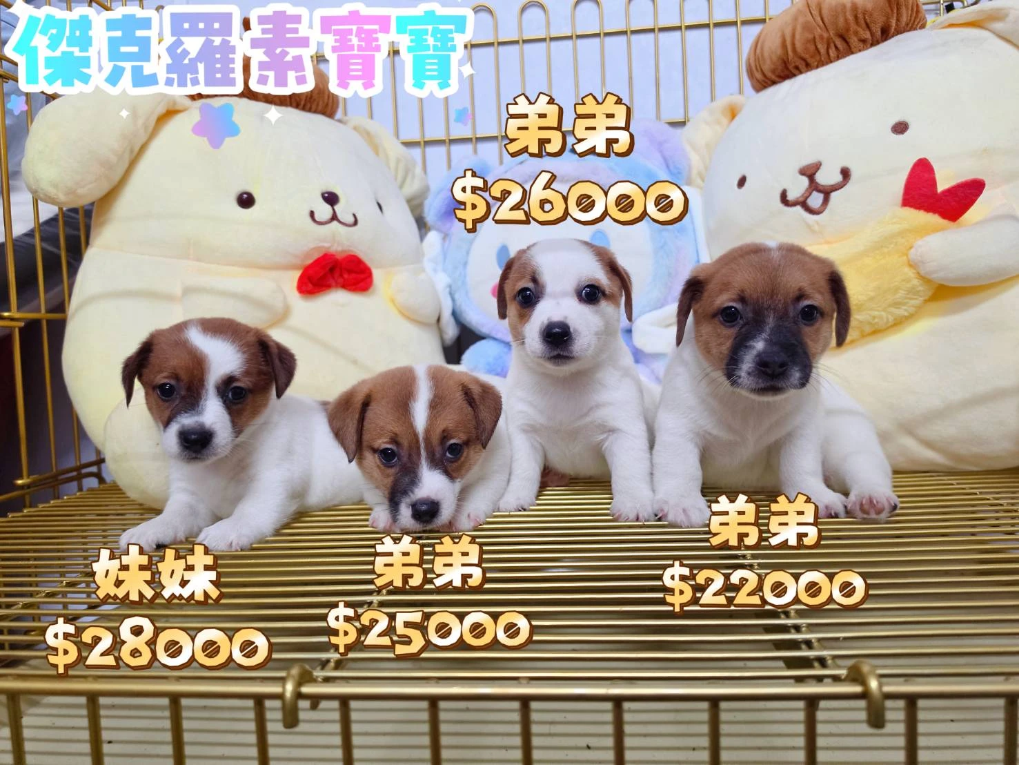 傑克羅素寶寶$13888起