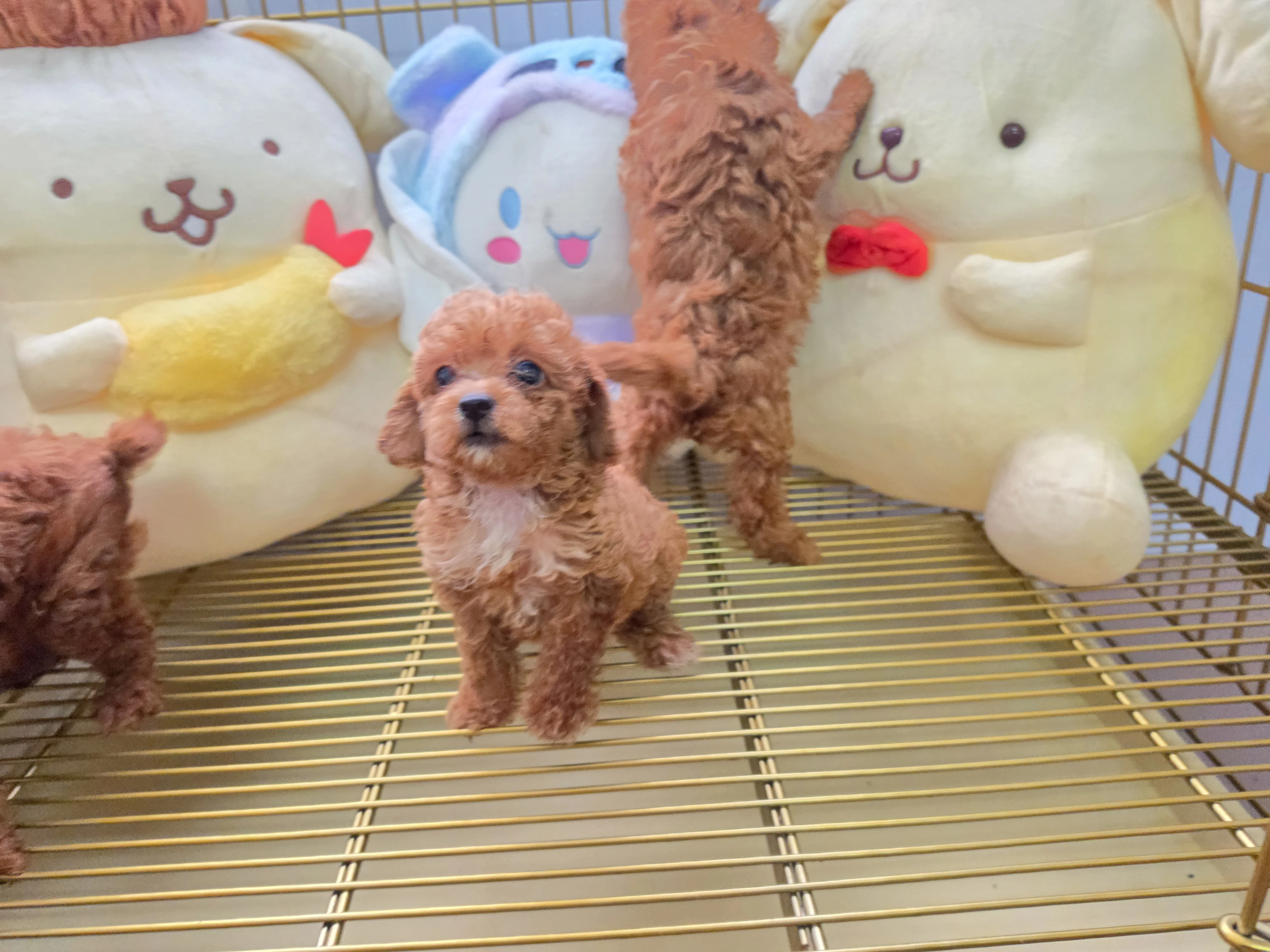 泰迪貴賓犬寶寶$10000起