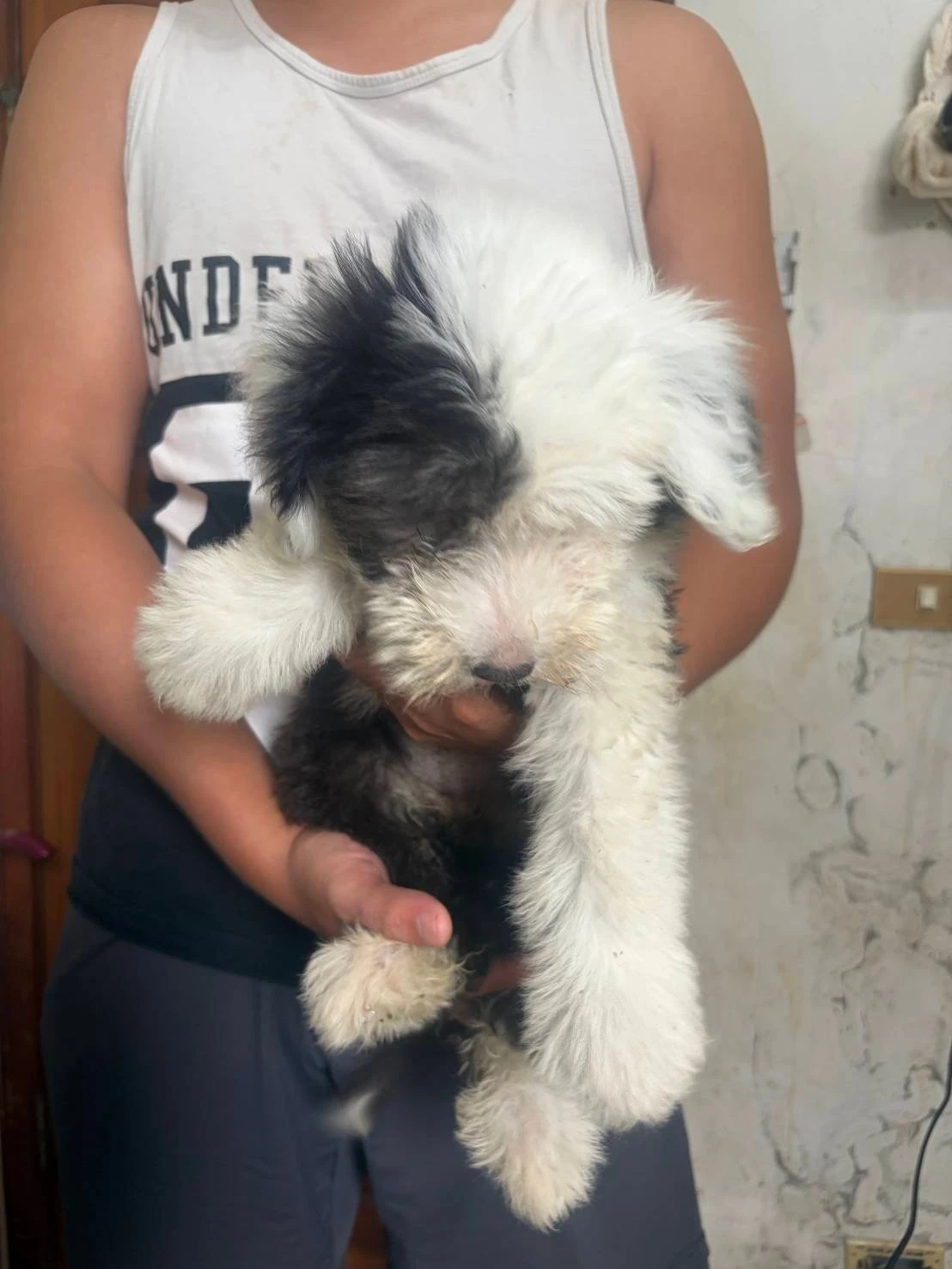 古代牧羊犬寶寶 $80000起