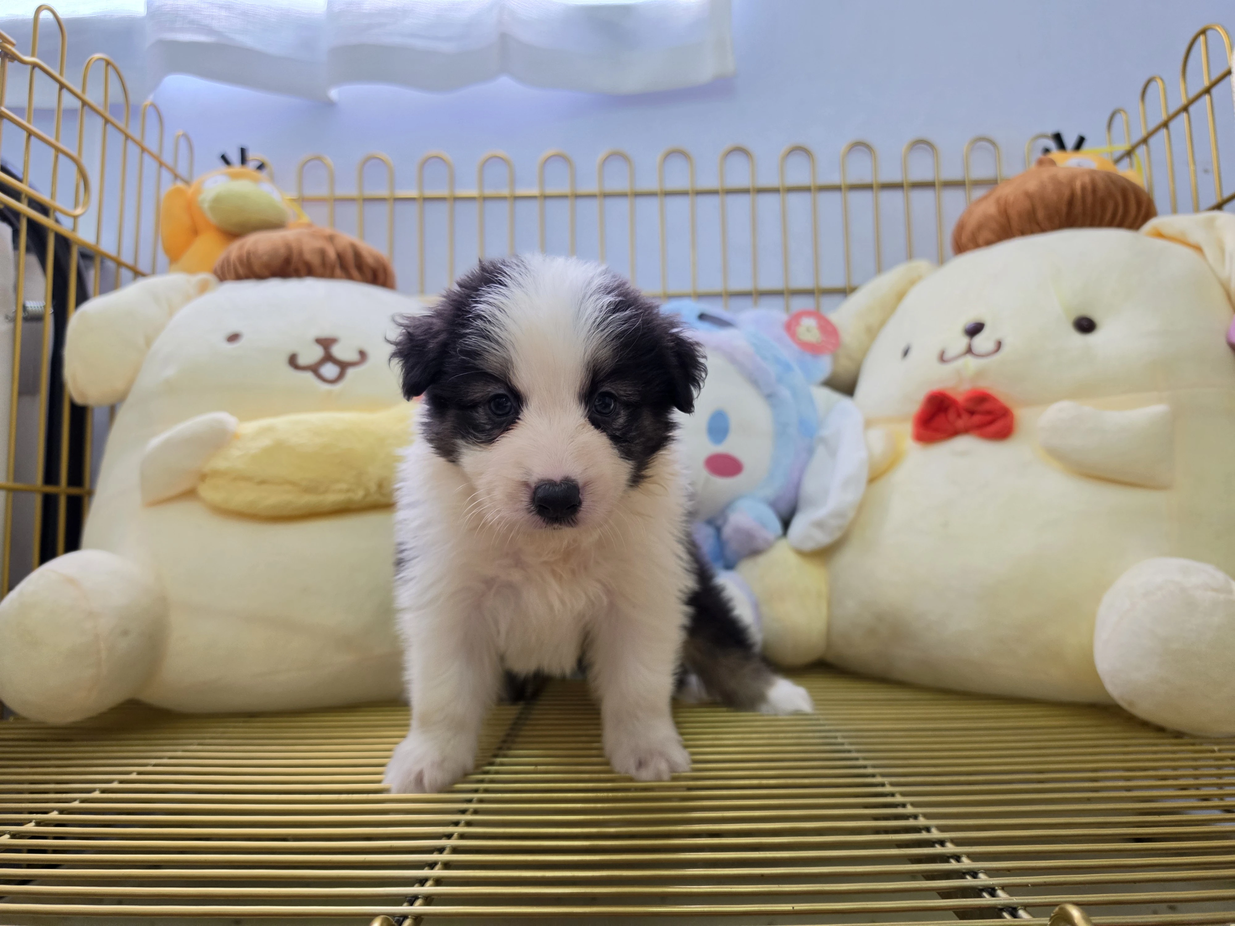 邊境牧羊犬寶寶 $13888起