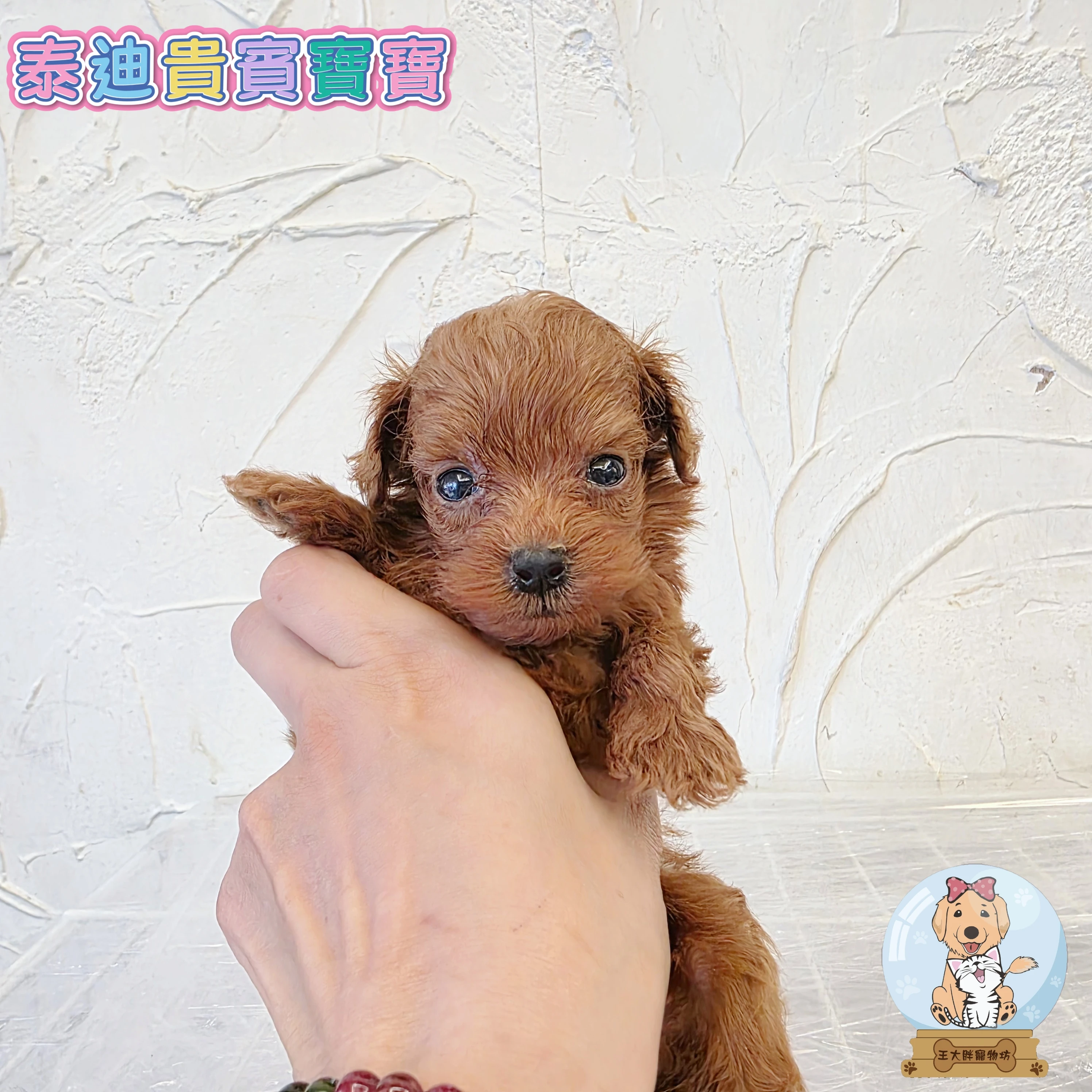 貴賓犬寶寶$13000起