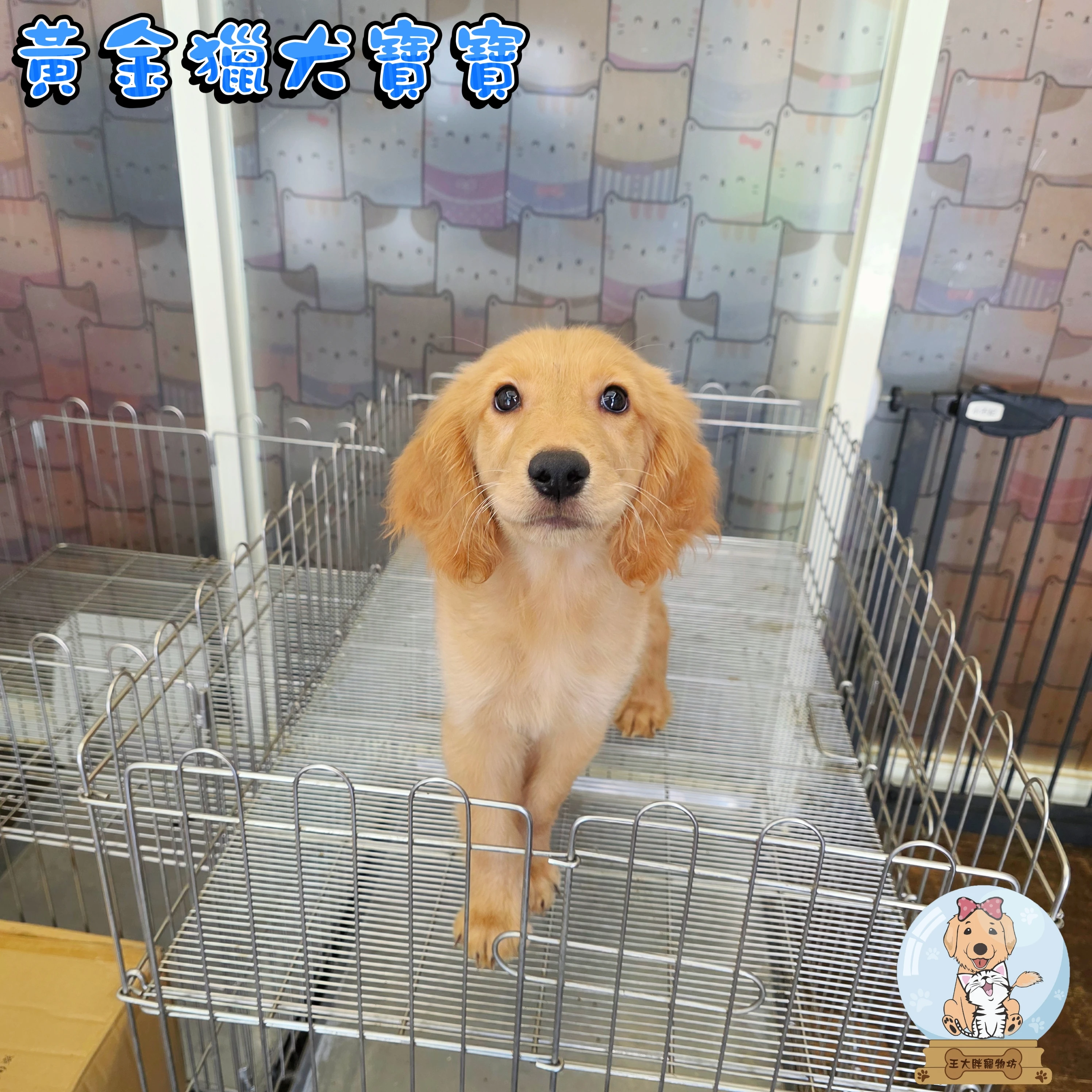 黃金獵犬寶寶$20000起