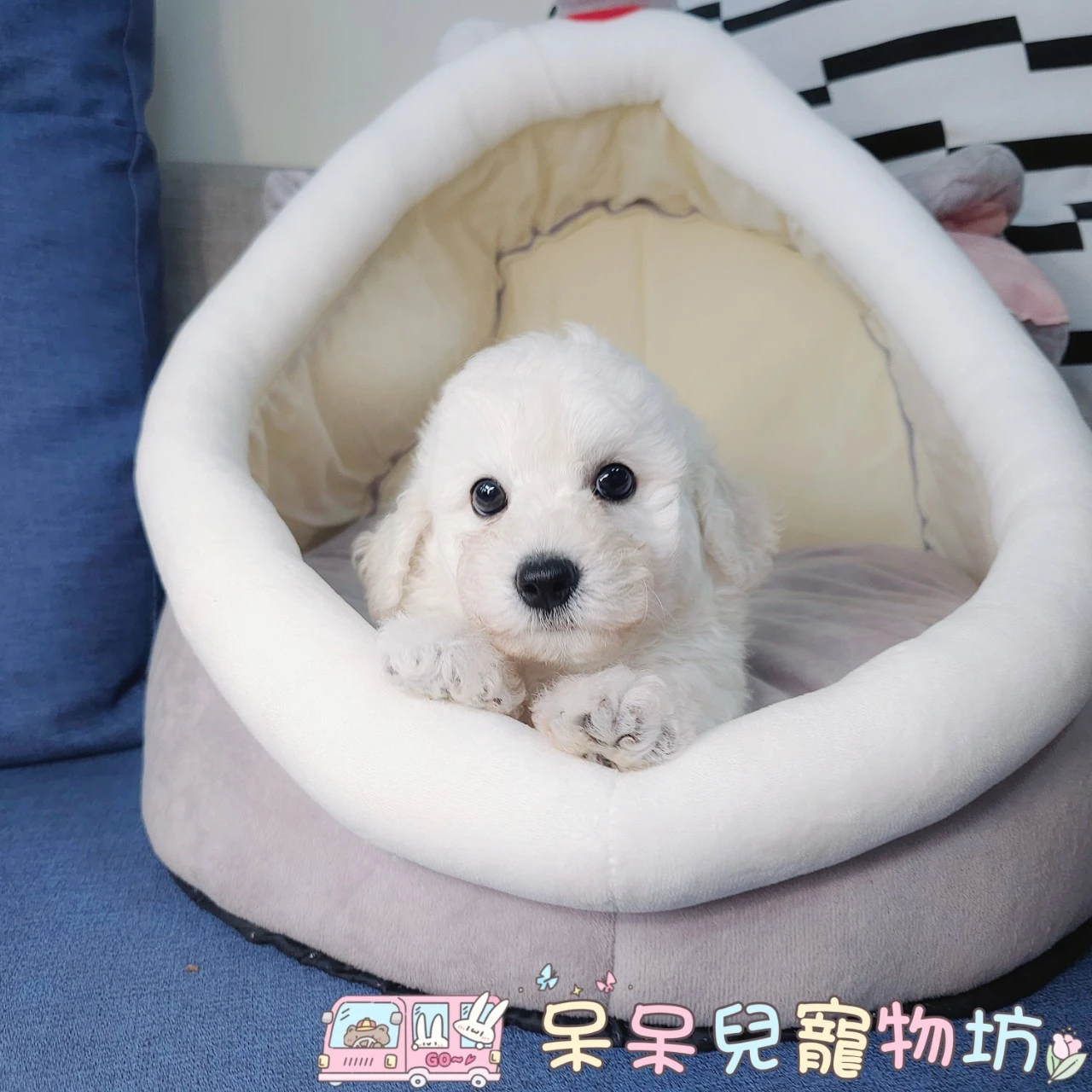 比熊犬$18000起