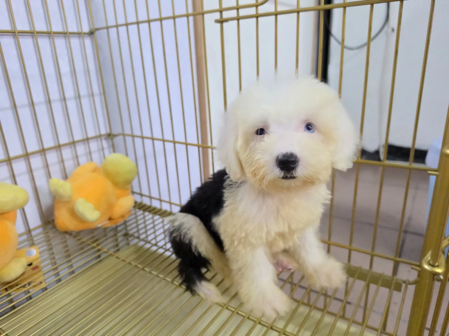 古代牧羊犬