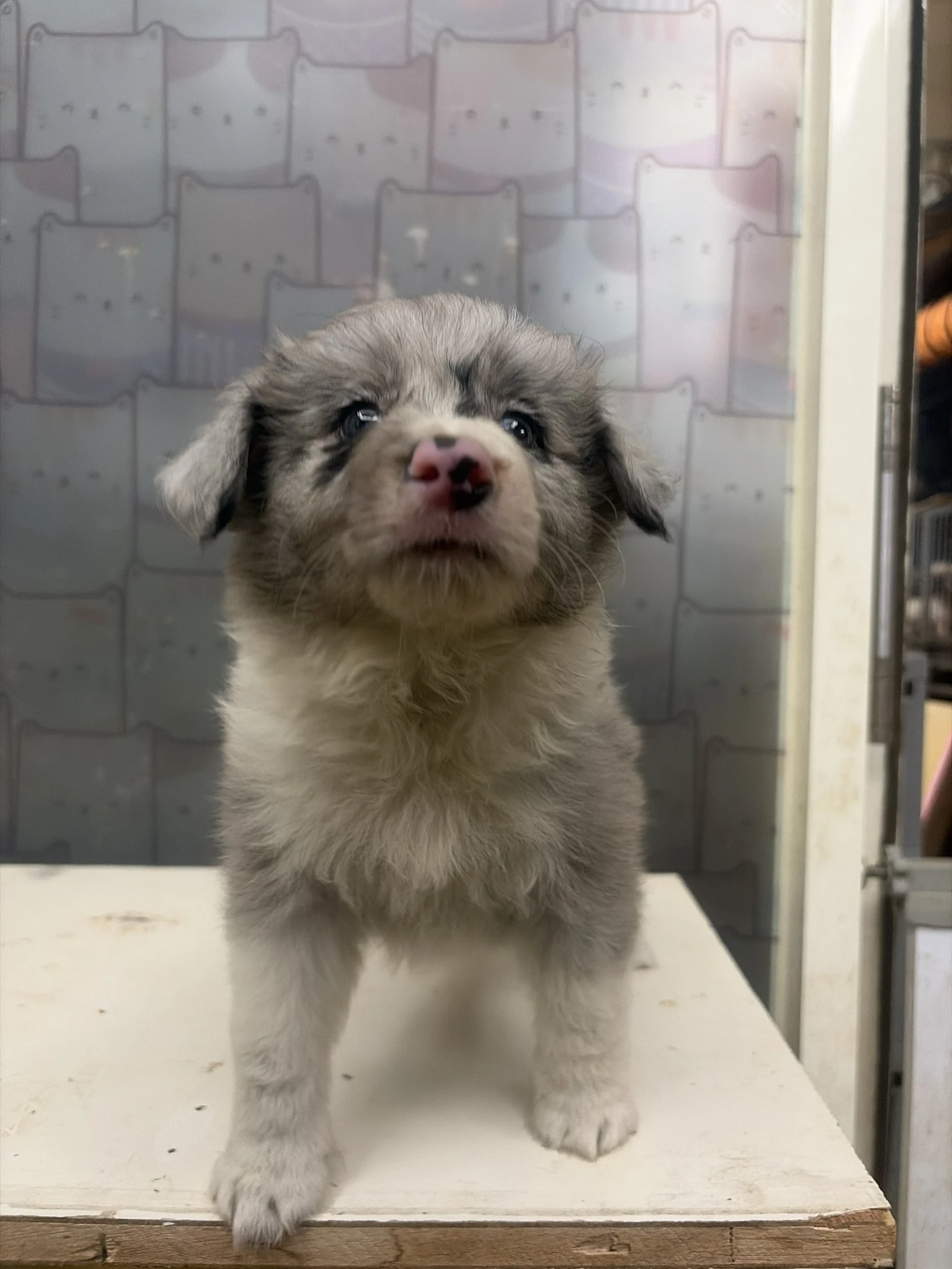 邊境牧羊犬寶寶 $13888起