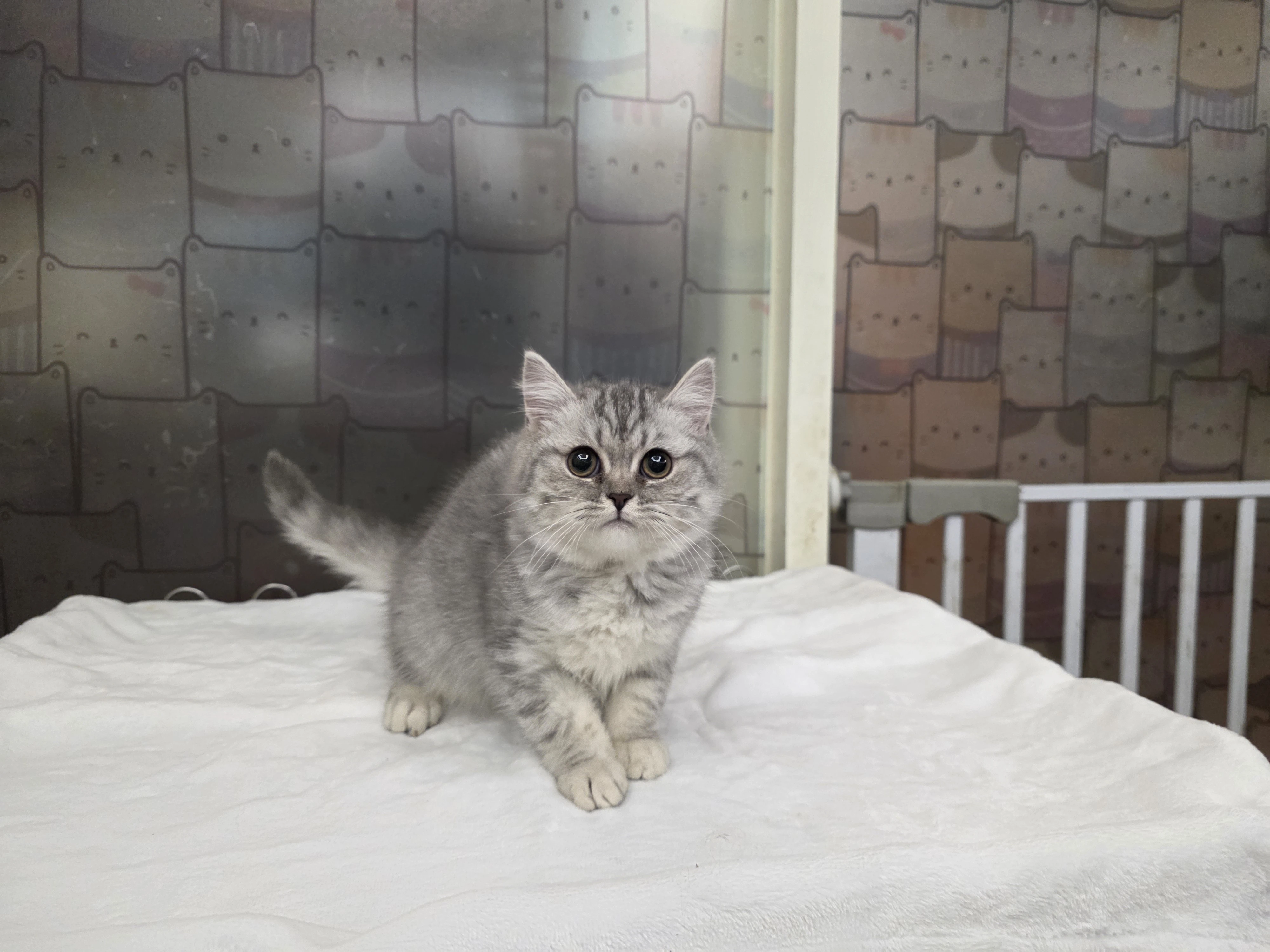 英國長毛貓$18000起
