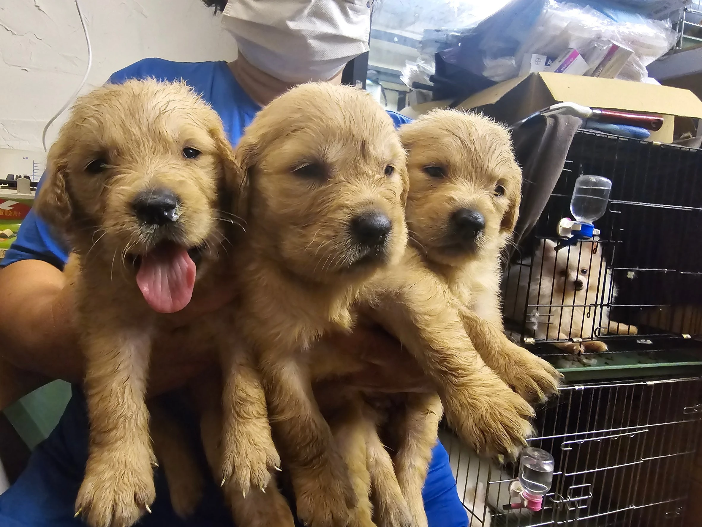 黃金獵犬寶寶$20000起