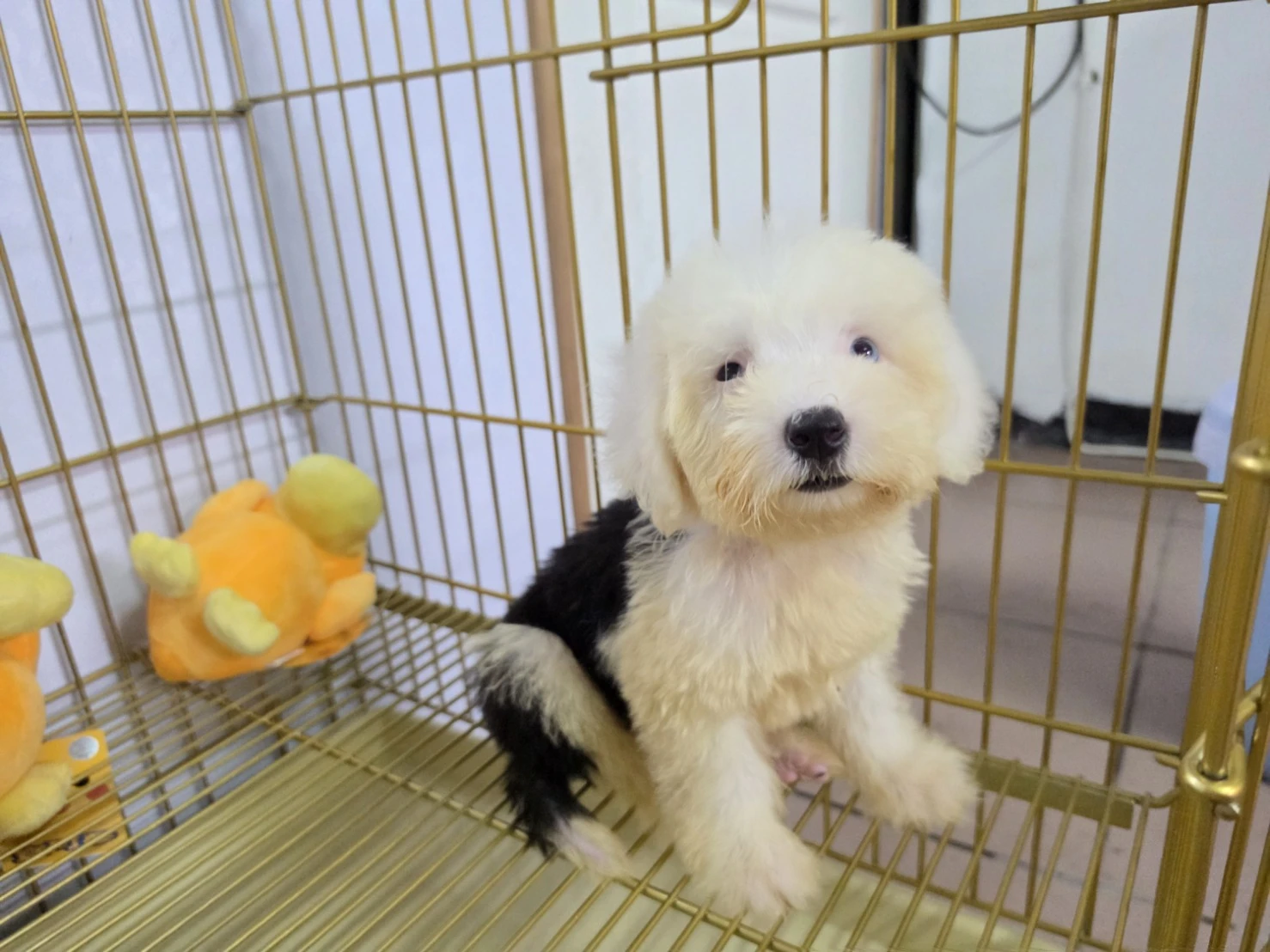 古代牧羊犬