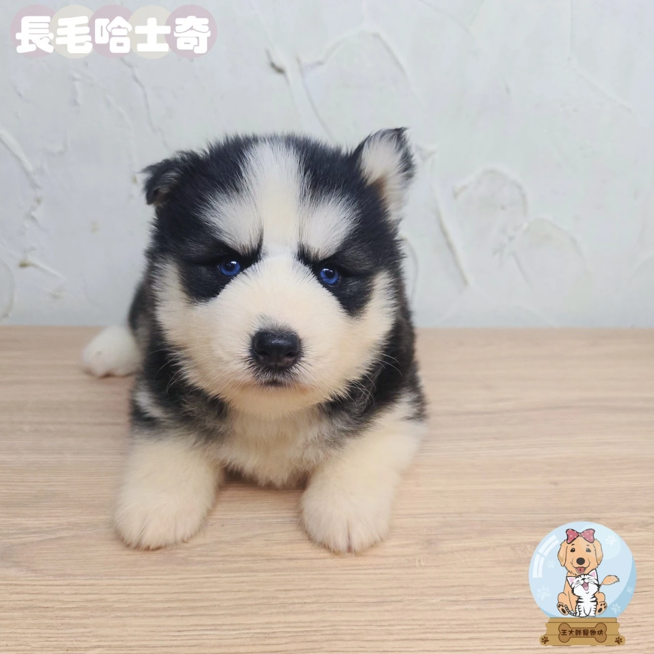 哈士奇寶寶$10000起