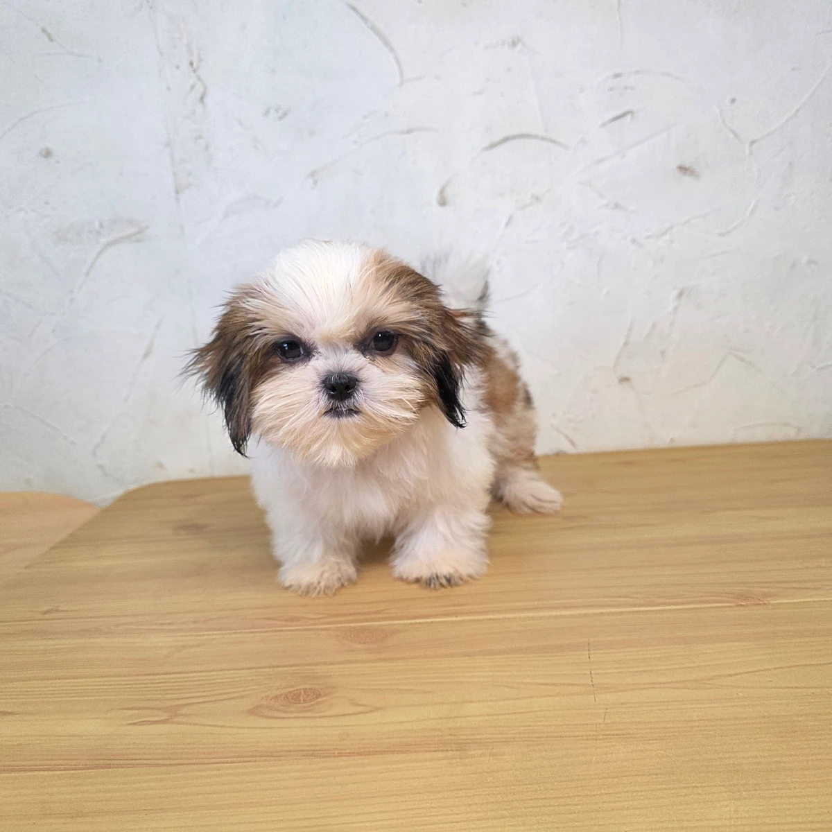西施犬寶寶$8000起