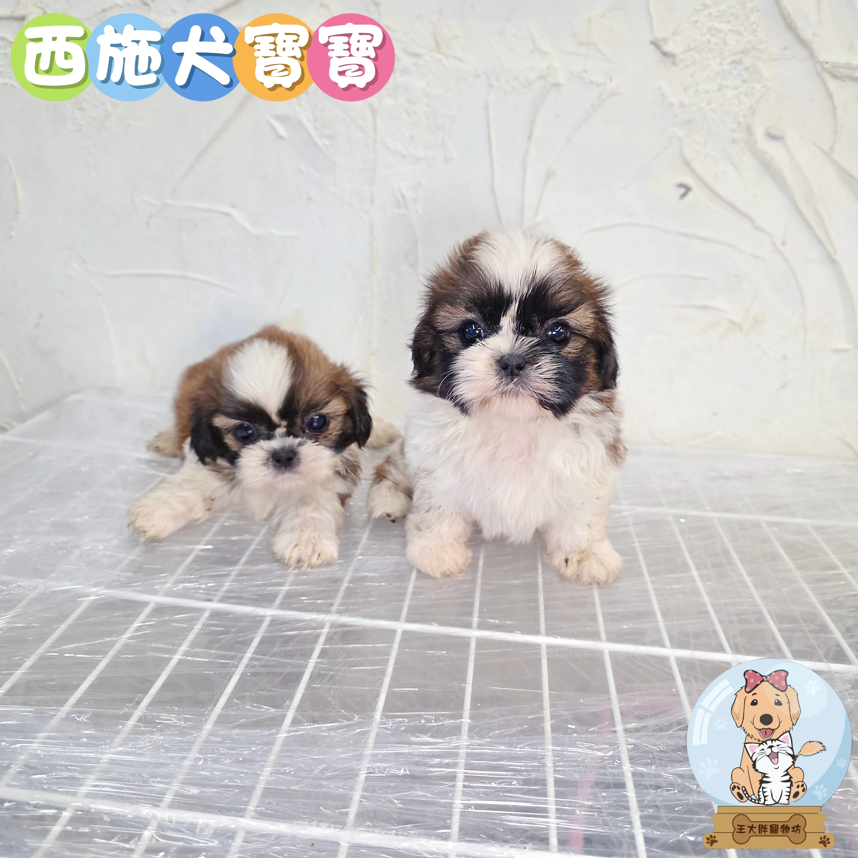 西施犬寶寶$8000起