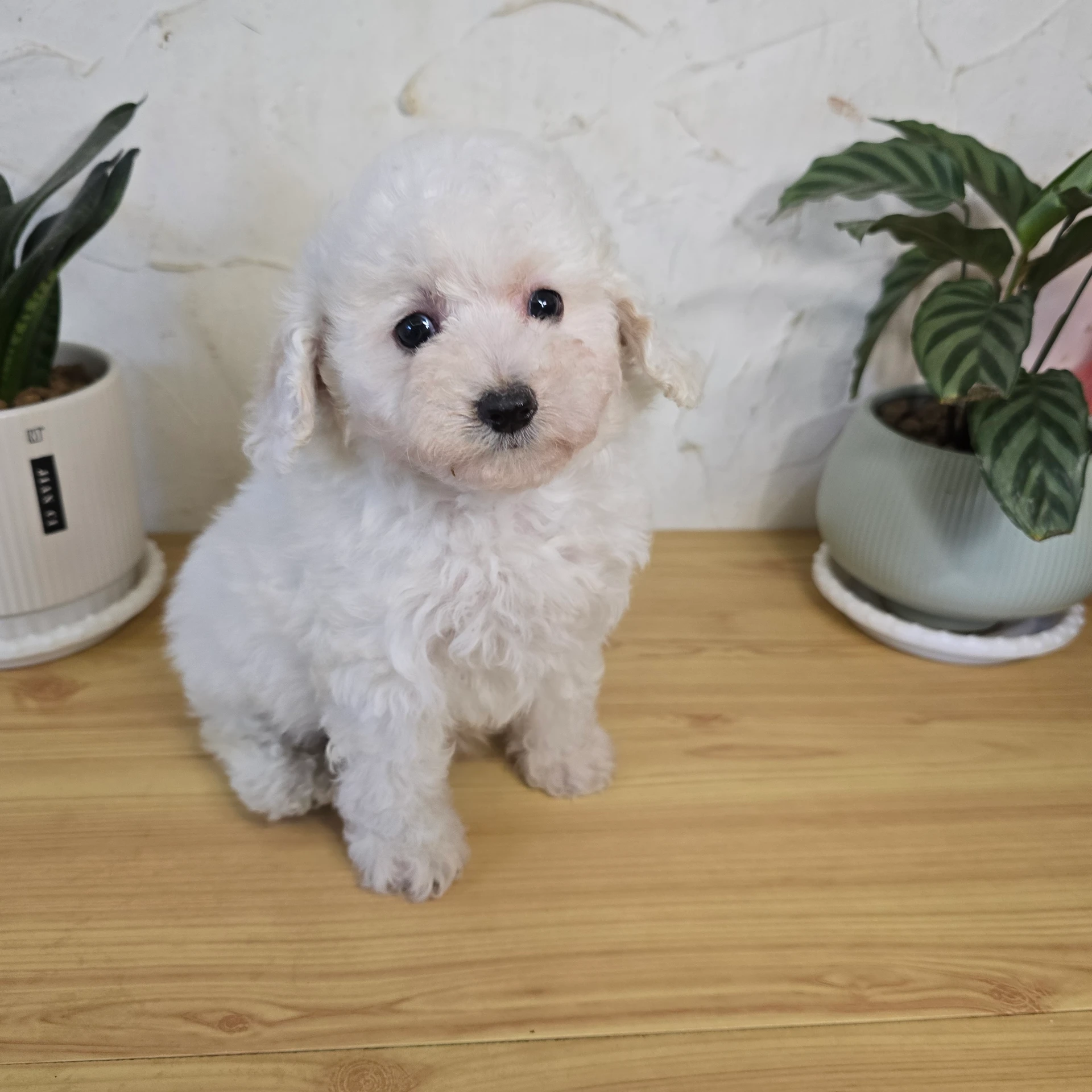 貴賓犬寶寶$13000起