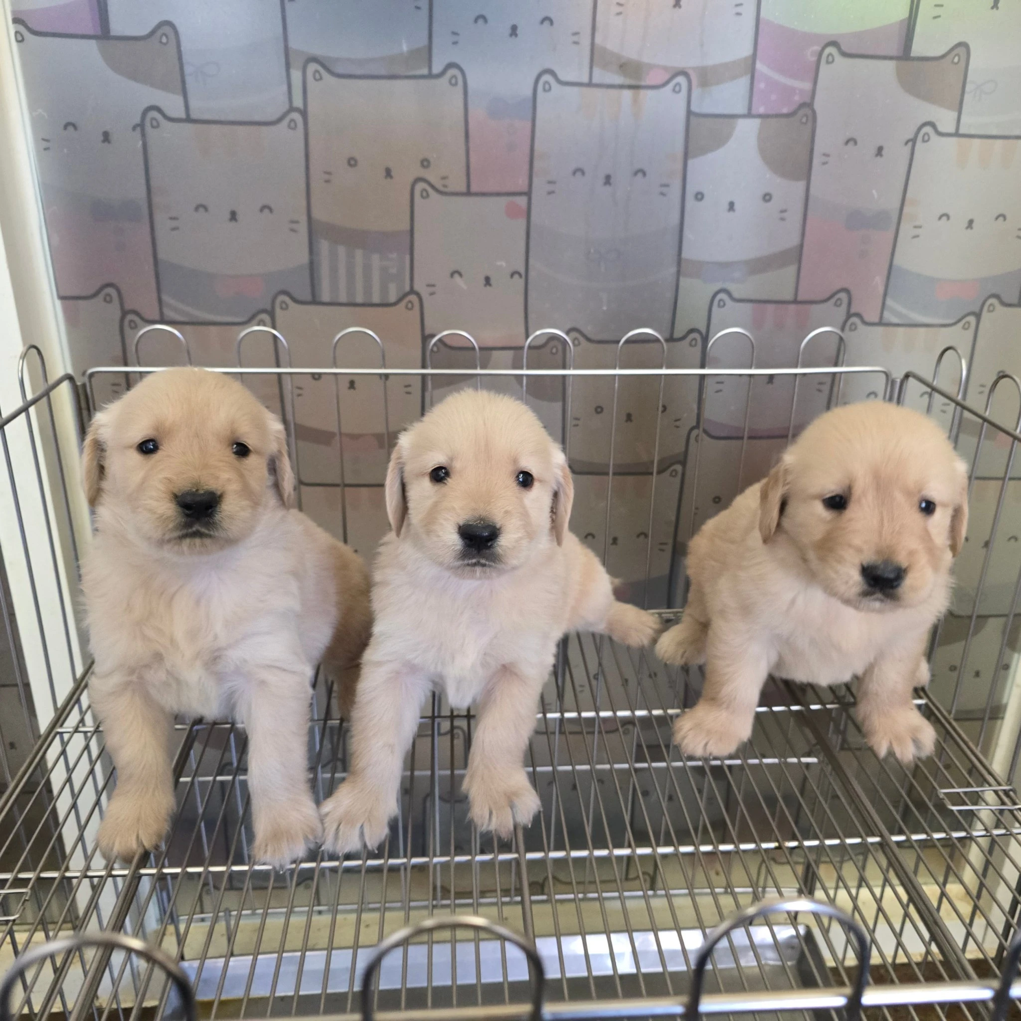 黃金獵犬寶寶$20000起