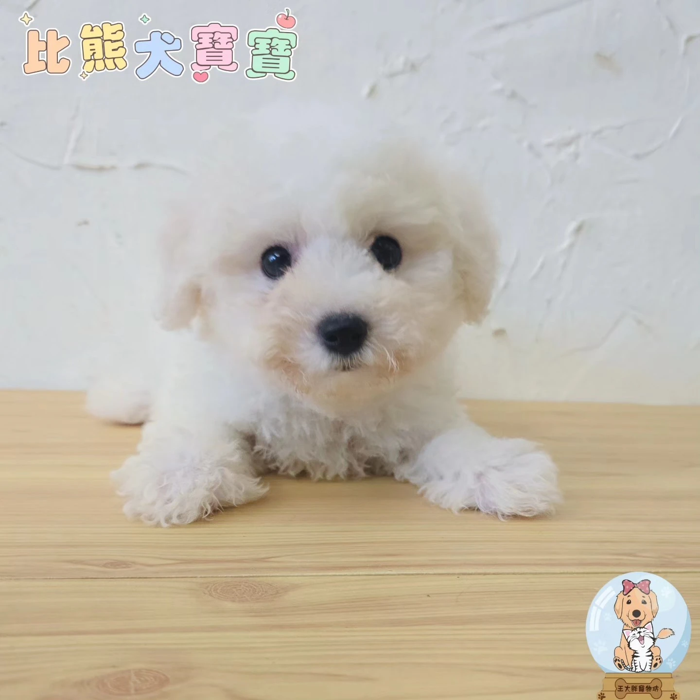 比熊犬$18000起