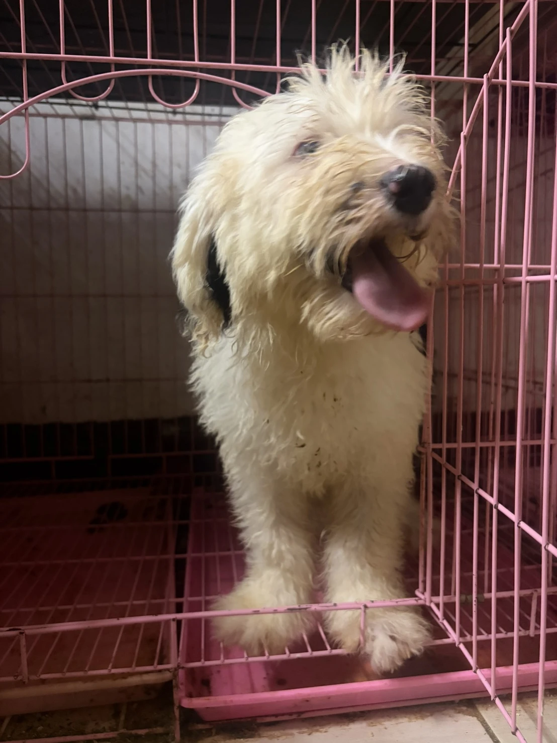 古代牧羊犬