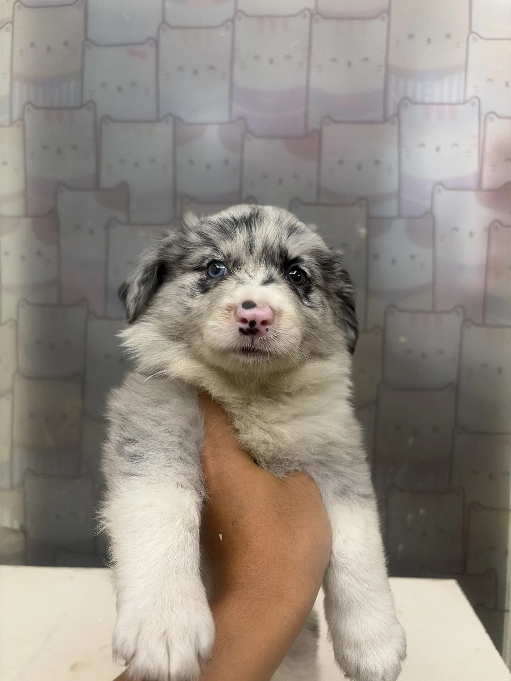 邊境牧羊犬寶寶 $13888起