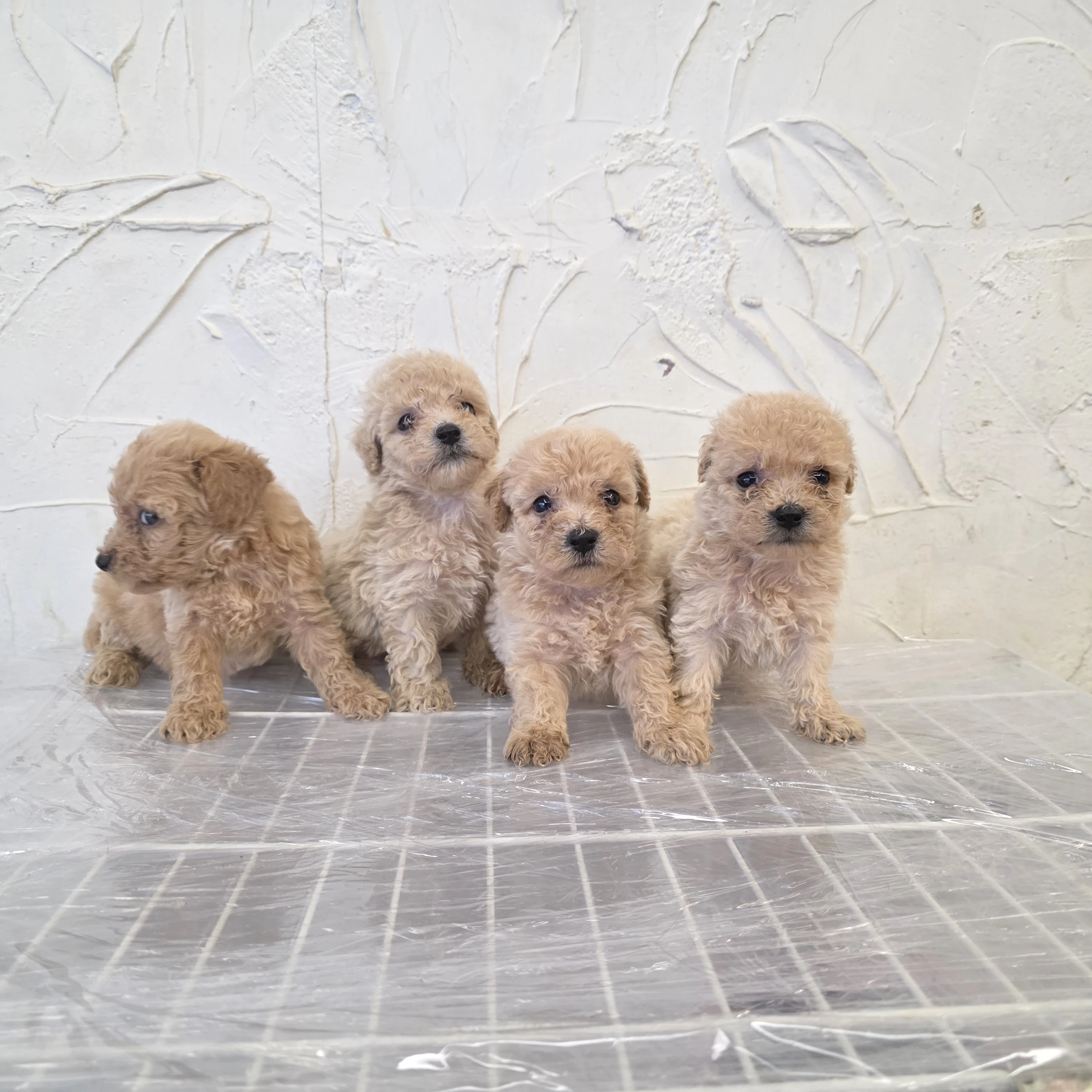 泰迪貴賓犬寶寶$10000起