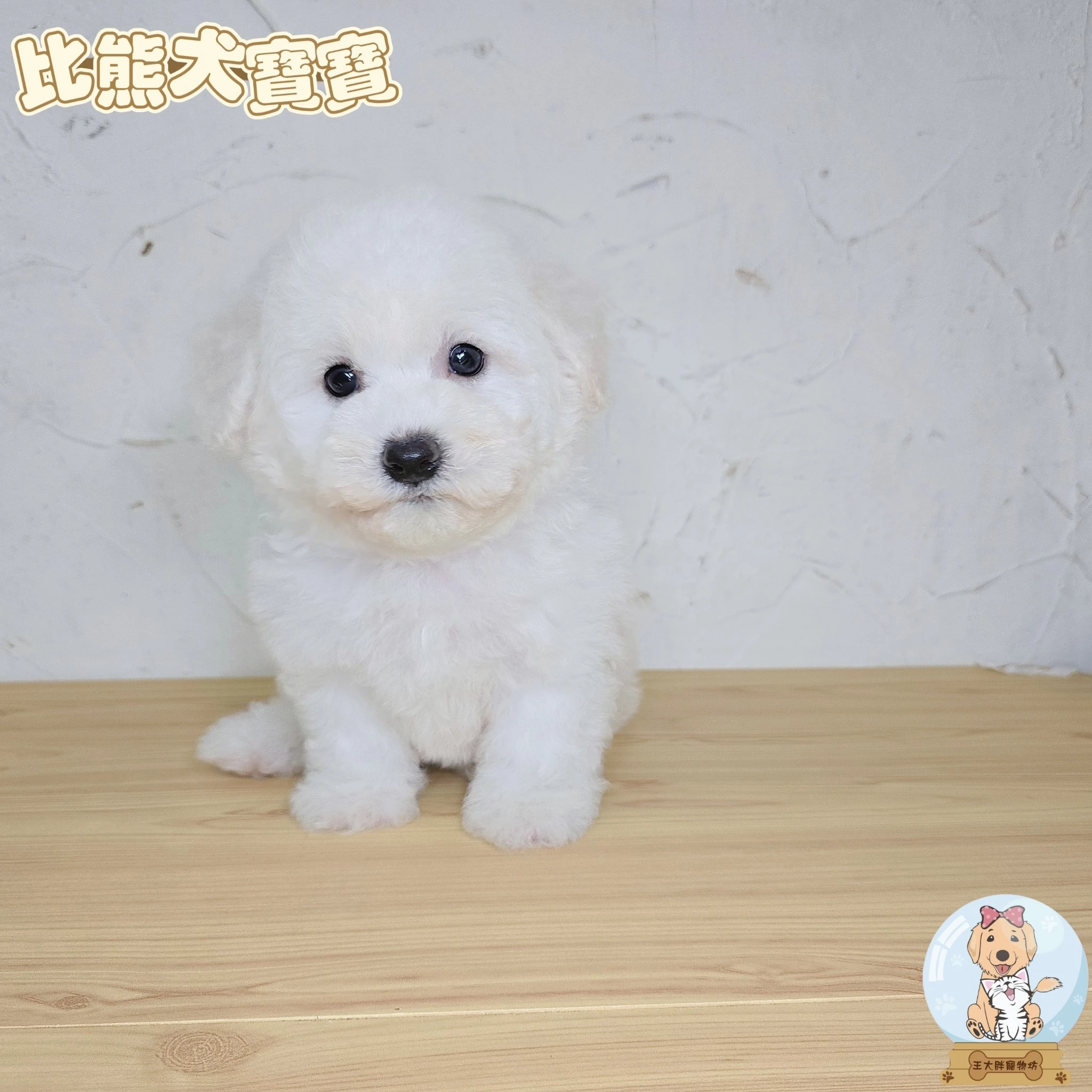 比熊犬$18000起