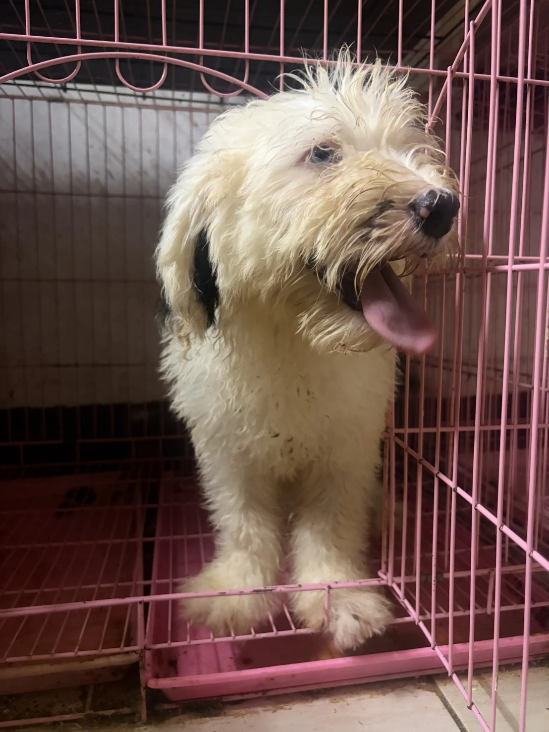 古代牧羊犬