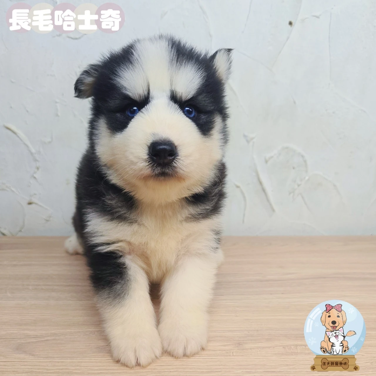 哈士奇寶寶$10000起