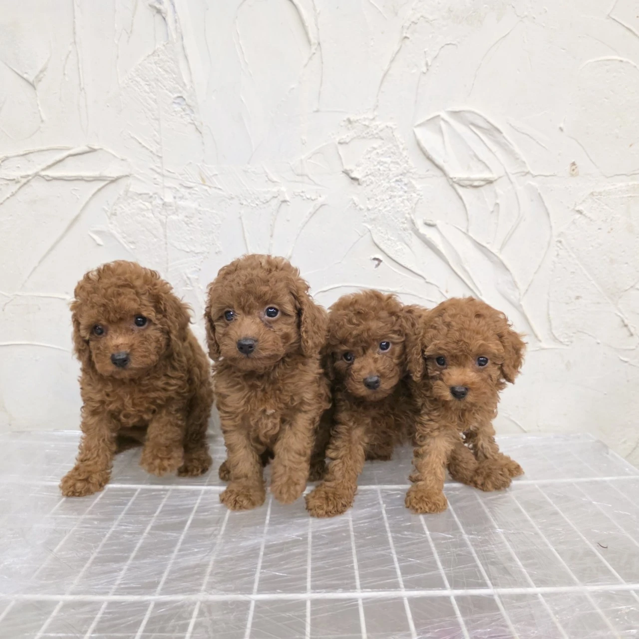 泰迪貴賓犬寶寶$10000起