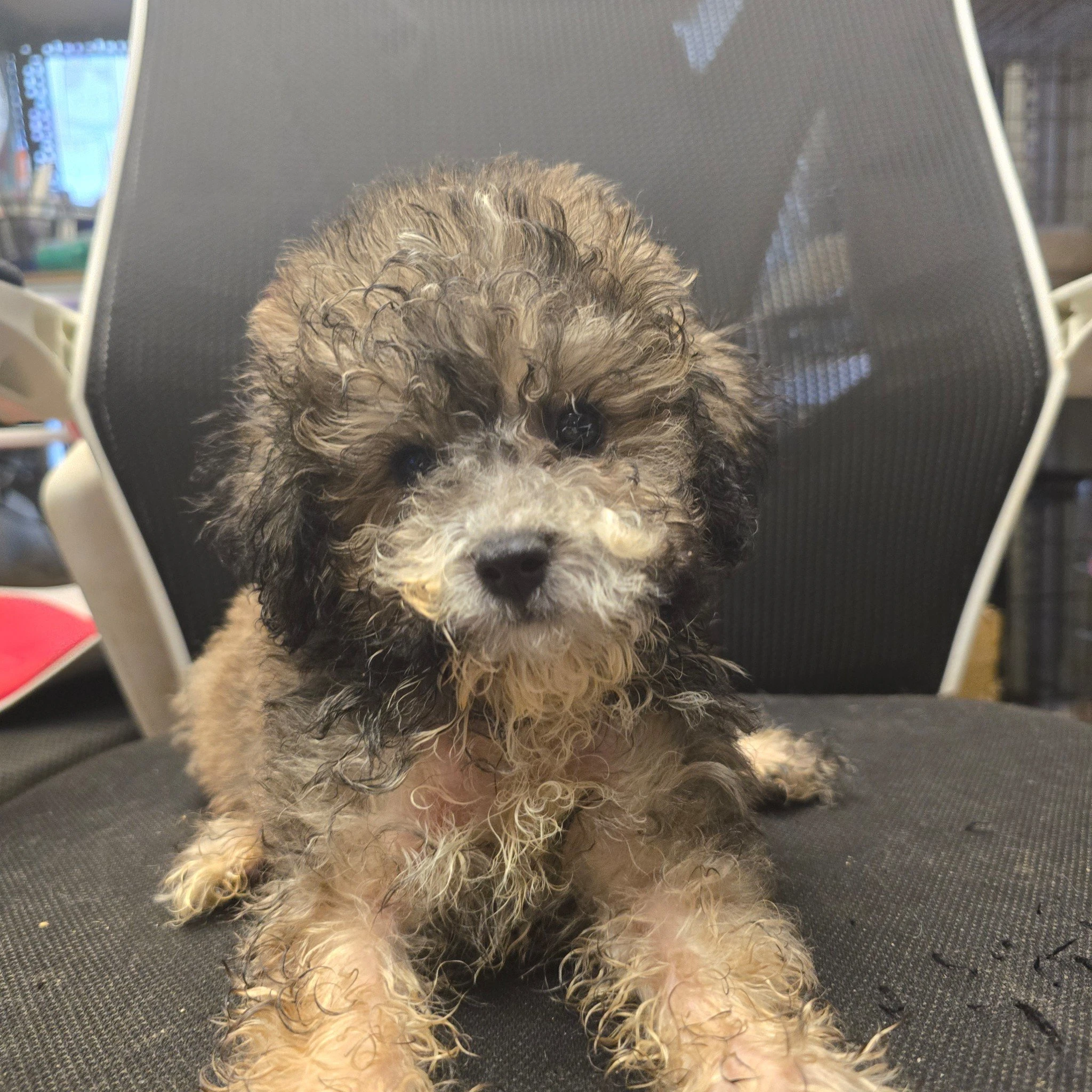 貴賓犬寶寶$13000起