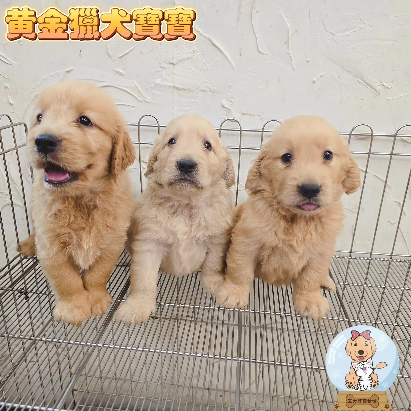 黃金獵犬寶寶$20000起