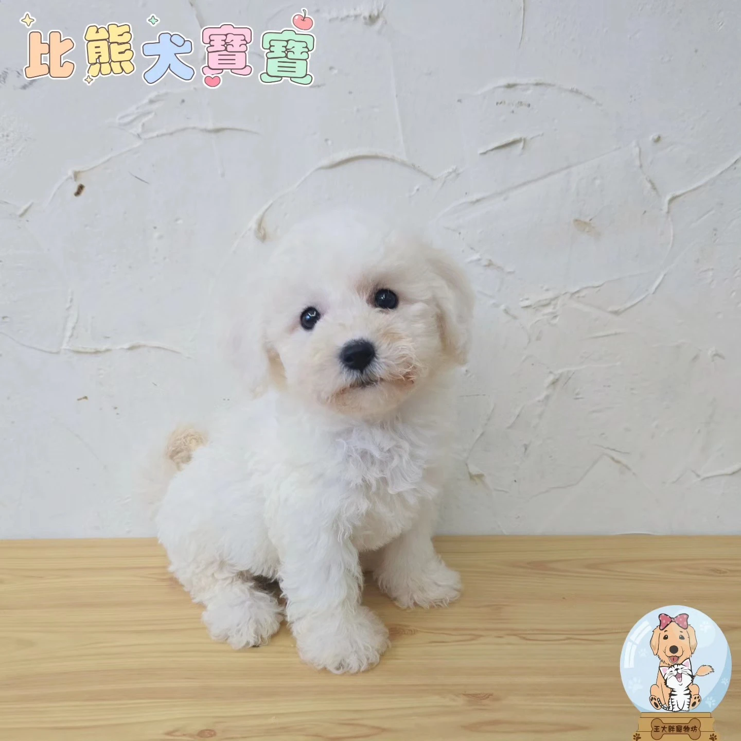 比熊犬$18000起
