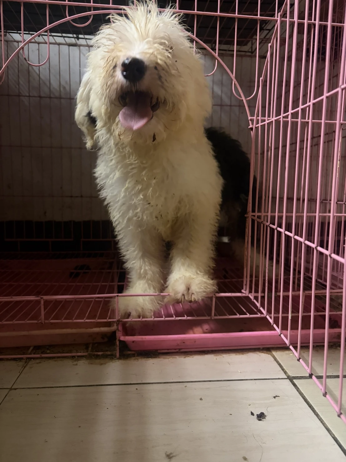 古代牧羊犬