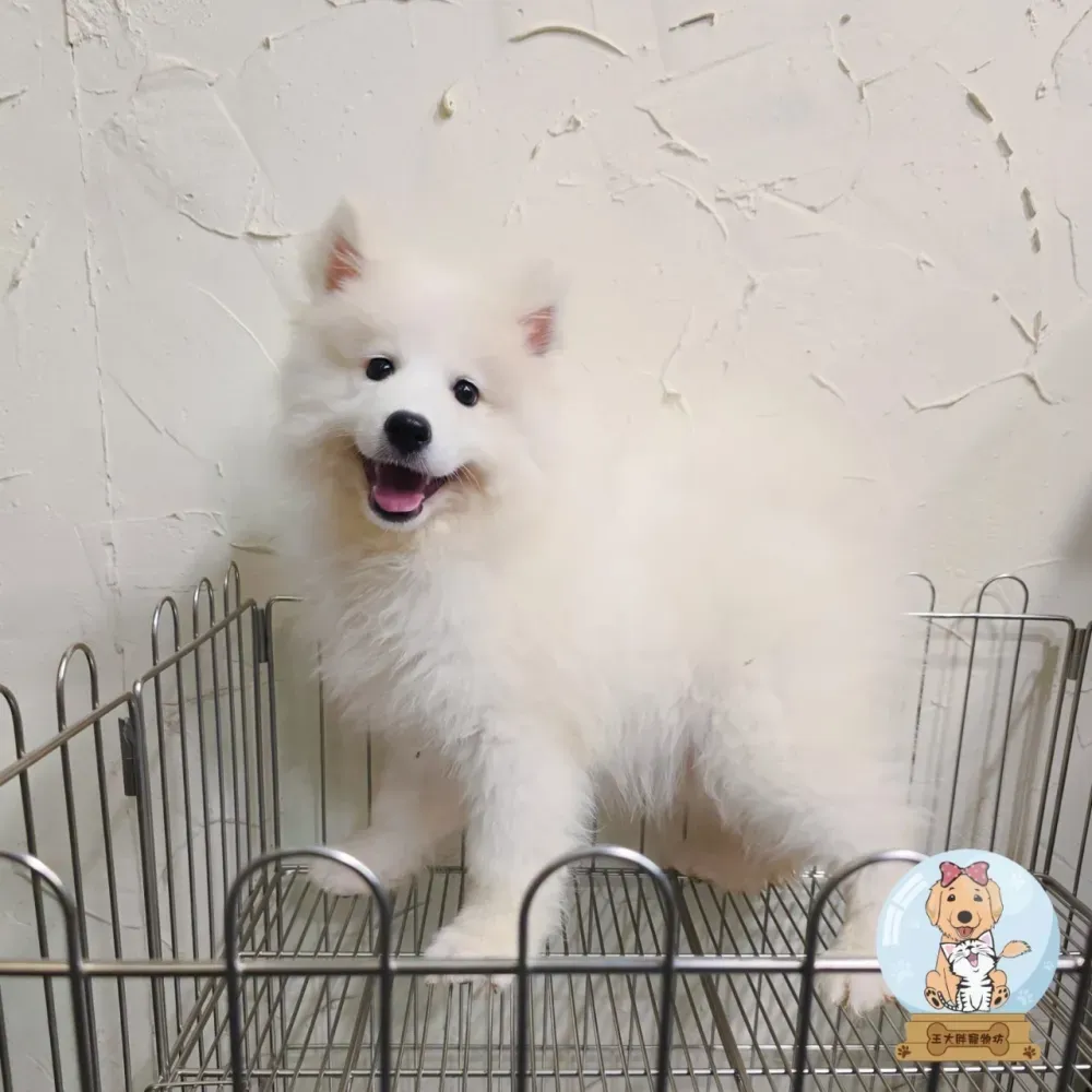 中大型犬寶寶