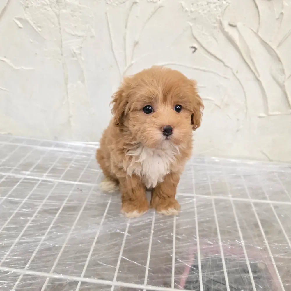 串串狗寶寶