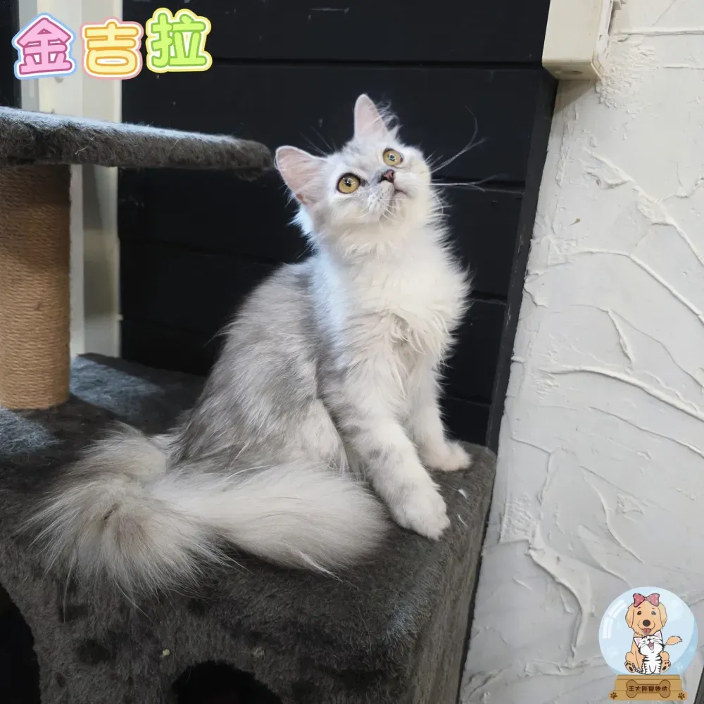 品種貓寶寶
